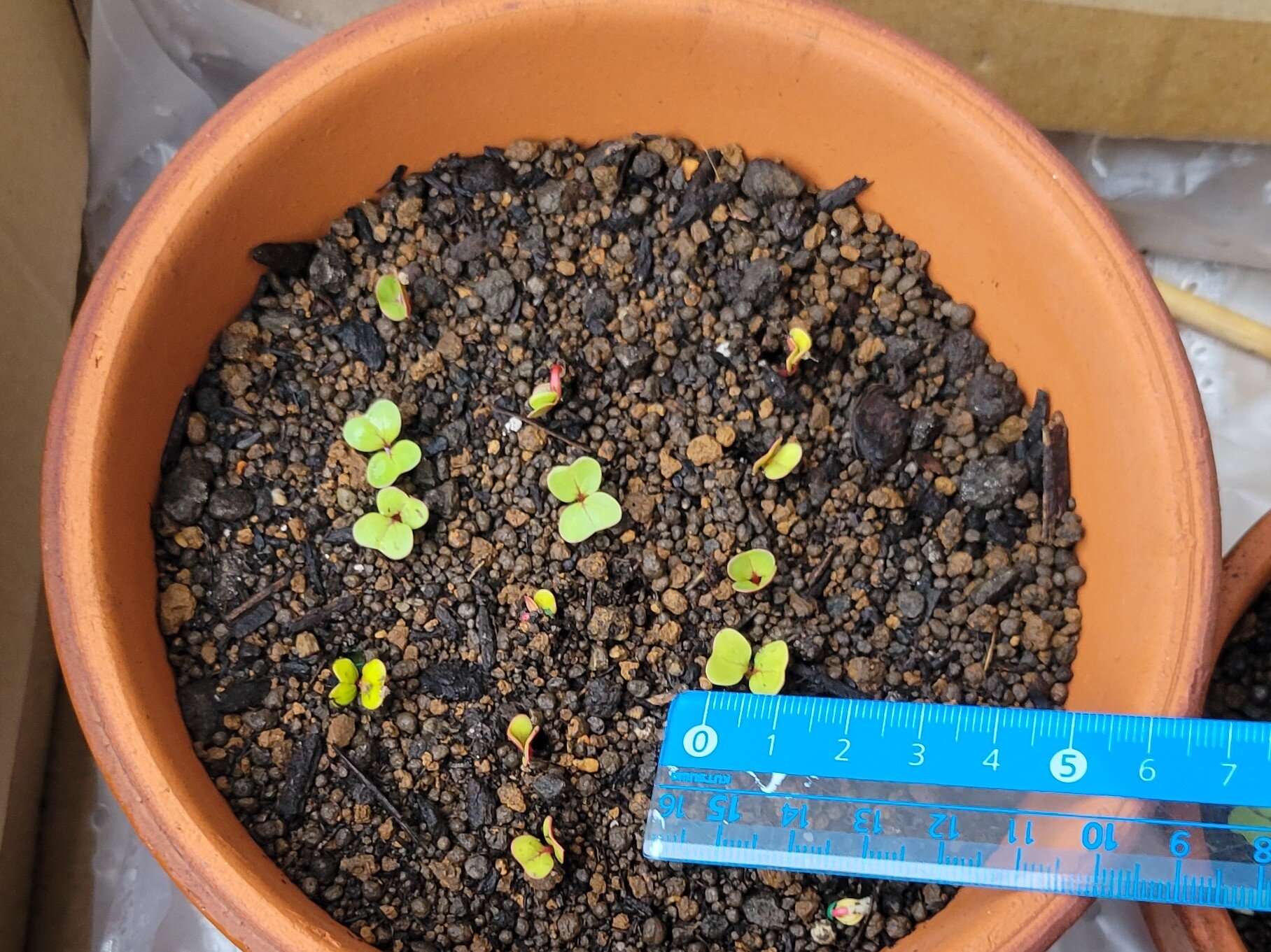 https://www.ige.tohoku.ac.jp/prg/watanabe/as-vegetable2024/2024/11/20241004_075110.jpg