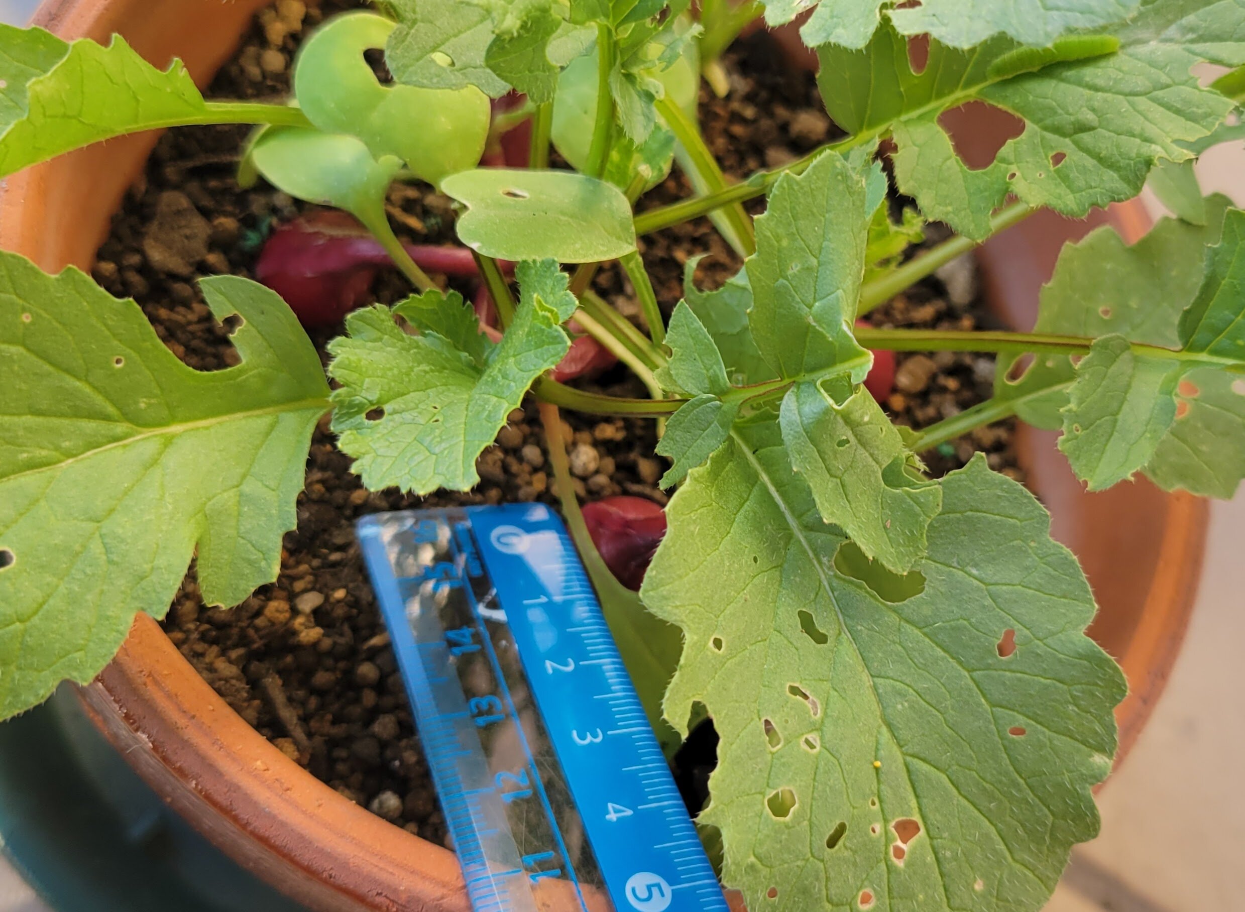 https://www.ige.tohoku.ac.jp/prg/watanabe/as-vegetable2024/2024/11/20241108_073024.jpg