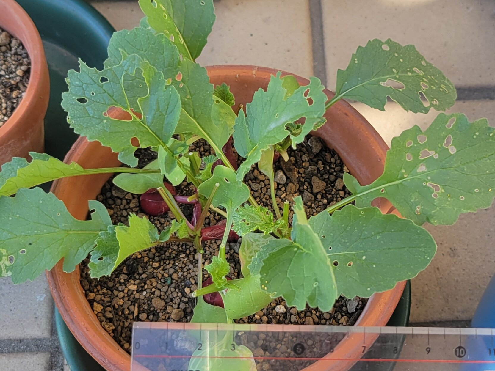 https://www.ige.tohoku.ac.jp/prg/watanabe/as-vegetable2024/2024/11/20241110_105034.jpg