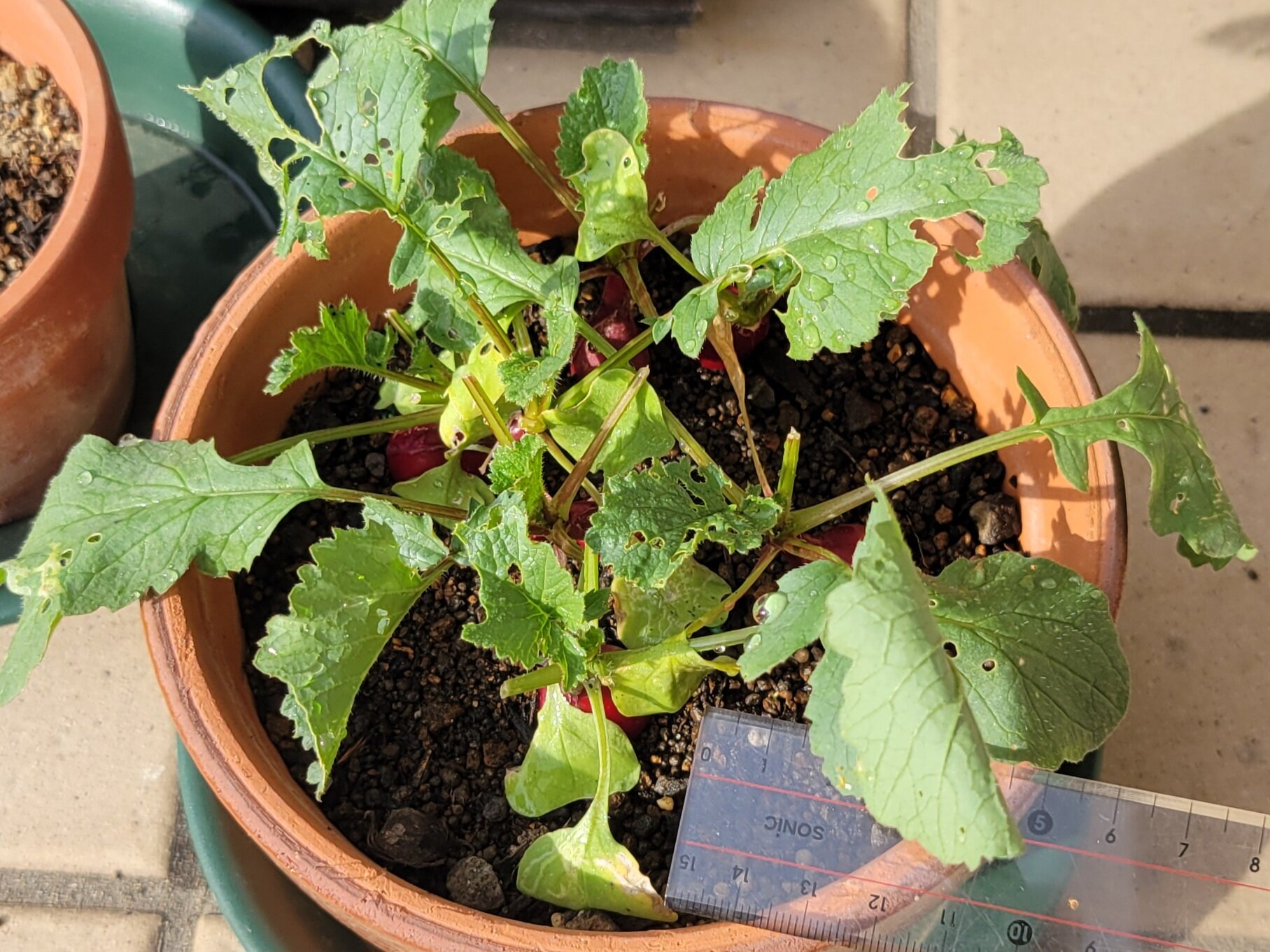 https://www.ige.tohoku.ac.jp/prg/watanabe/as-vegetable2024/2024/11/20241116_094404.jpg