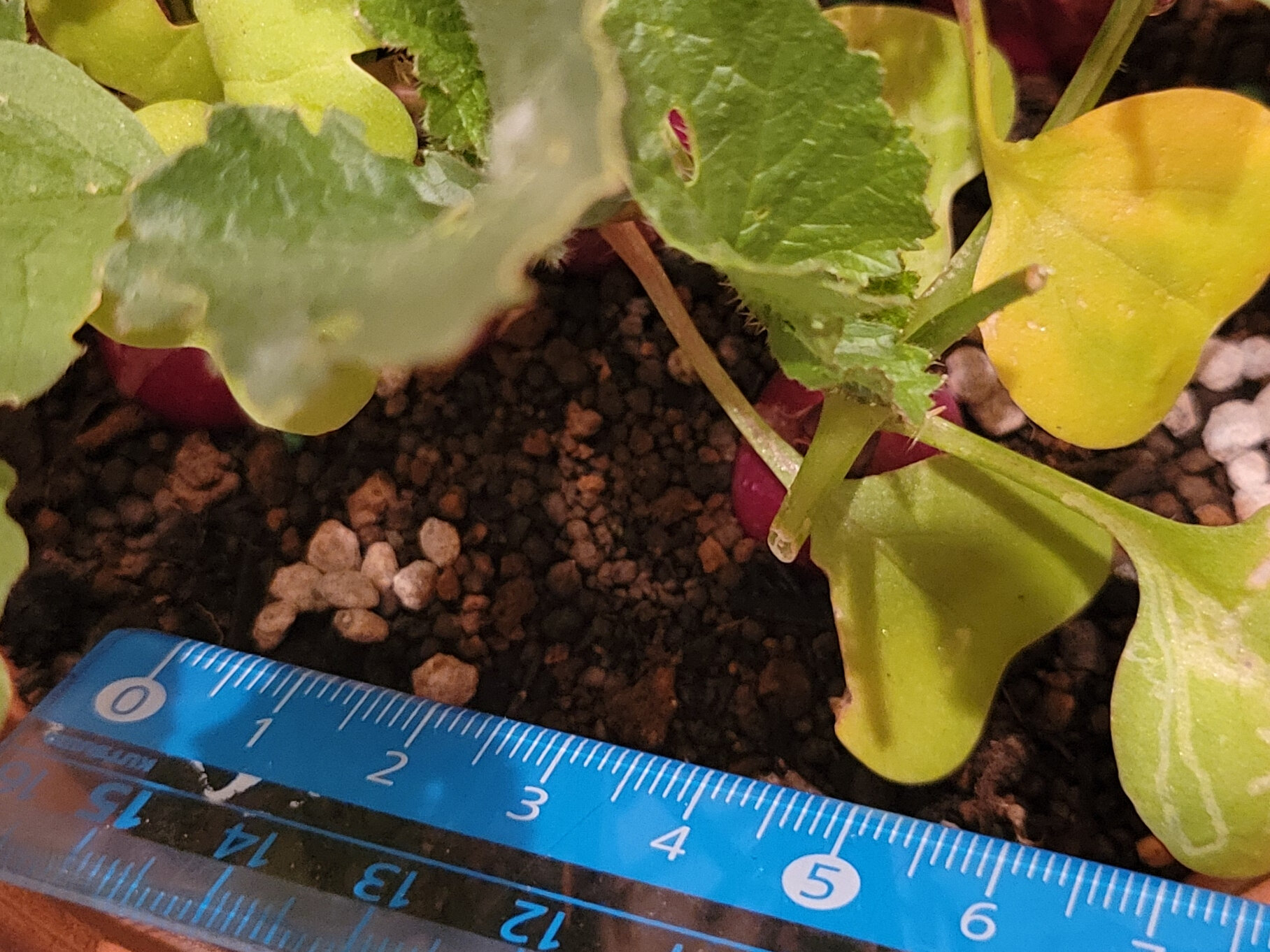 https://www.ige.tohoku.ac.jp/prg/watanabe/as-vegetable2024/2024/11/20241117_203020.jpg