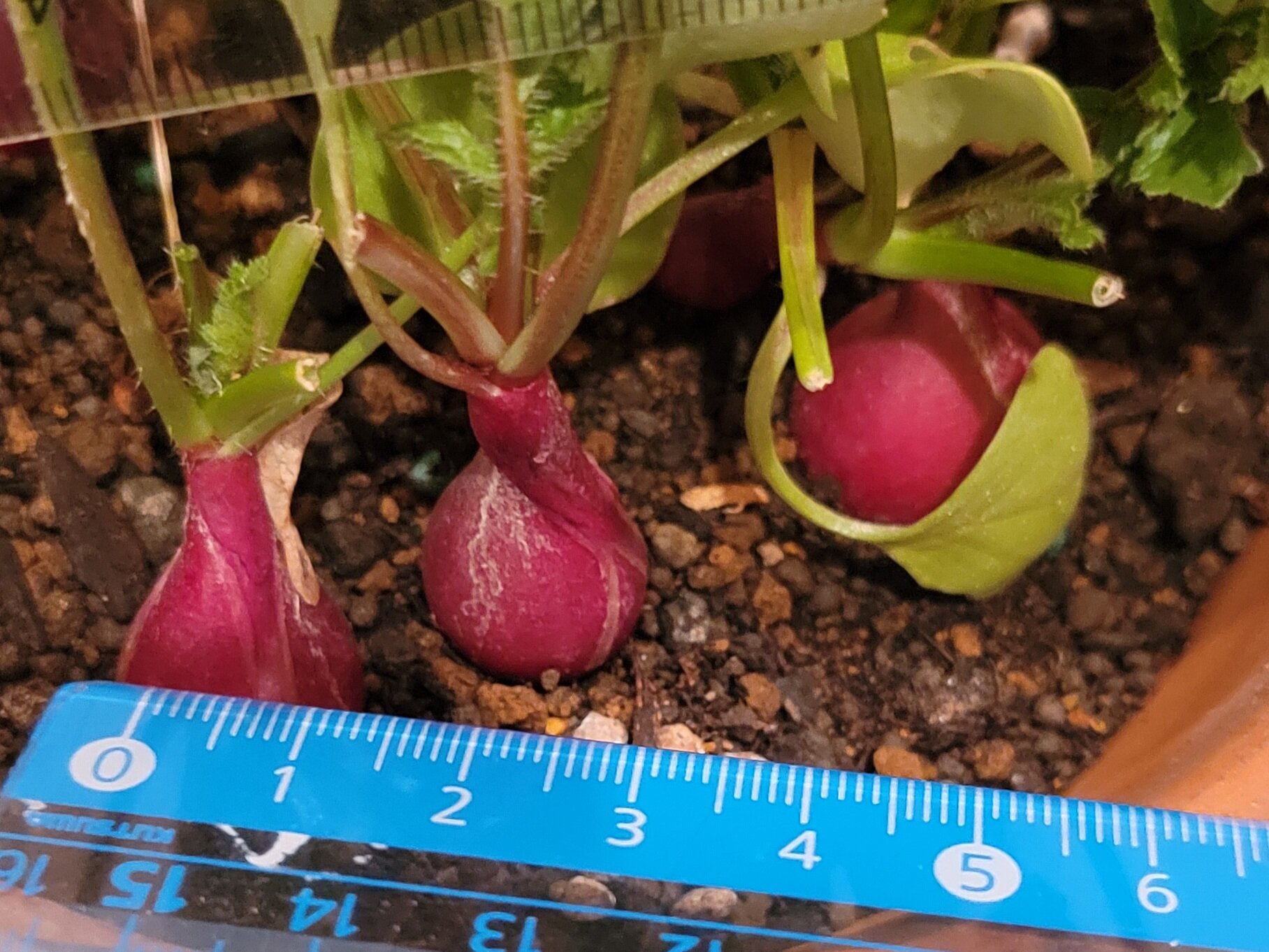 https://www.ige.tohoku.ac.jp/prg/watanabe/as-vegetable2024/2024/11/20241117_203115.jpg