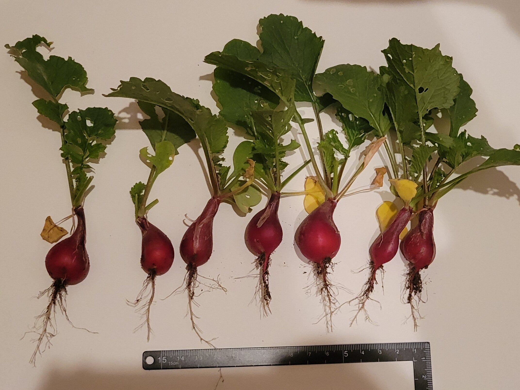 https://www.ige.tohoku.ac.jp/prg/watanabe/as-vegetable2024/2024/11/20241128_205453.jpg