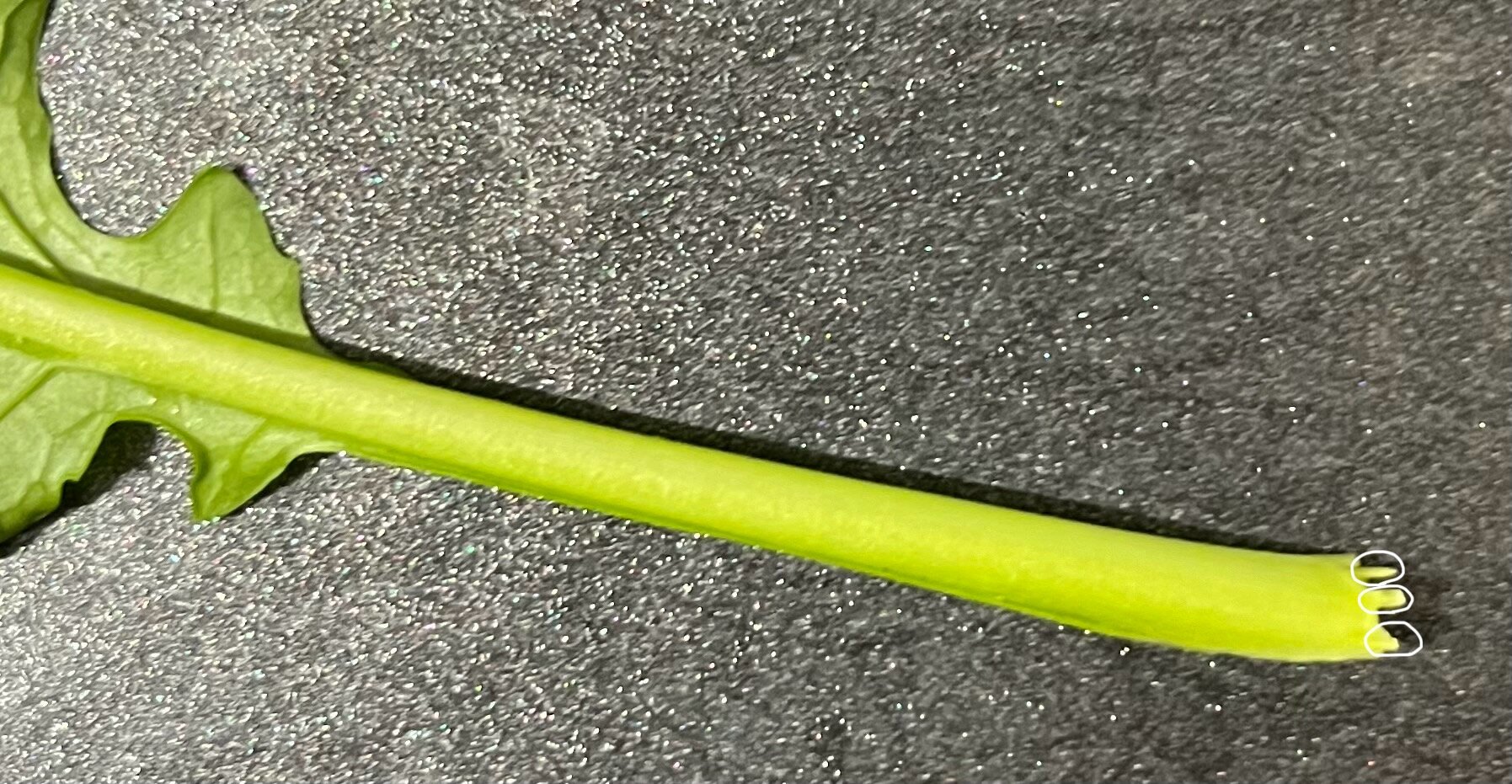 https://www.ige.tohoku.ac.jp/prg/watanabe/as-vegetable2024/2024/11/3d29f922c8e8ebe2c9221eb4e91f92e9a6973465.jpg