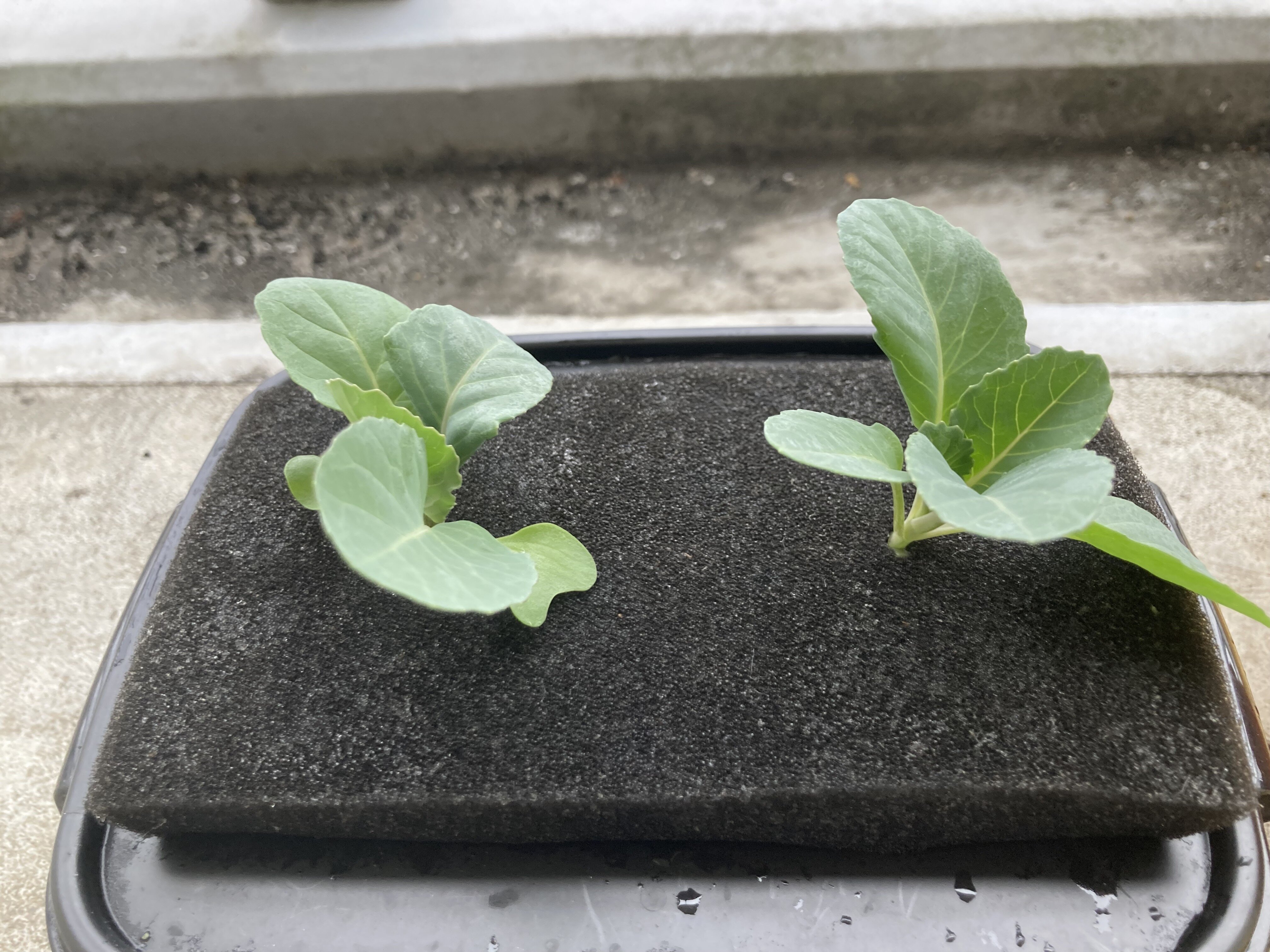 https://www.ige.tohoku.ac.jp/prg/watanabe/as-vegetable2024/2024/11/5ABC9FBA-E5A8-4247-8D37-4CD89223022B.jpg