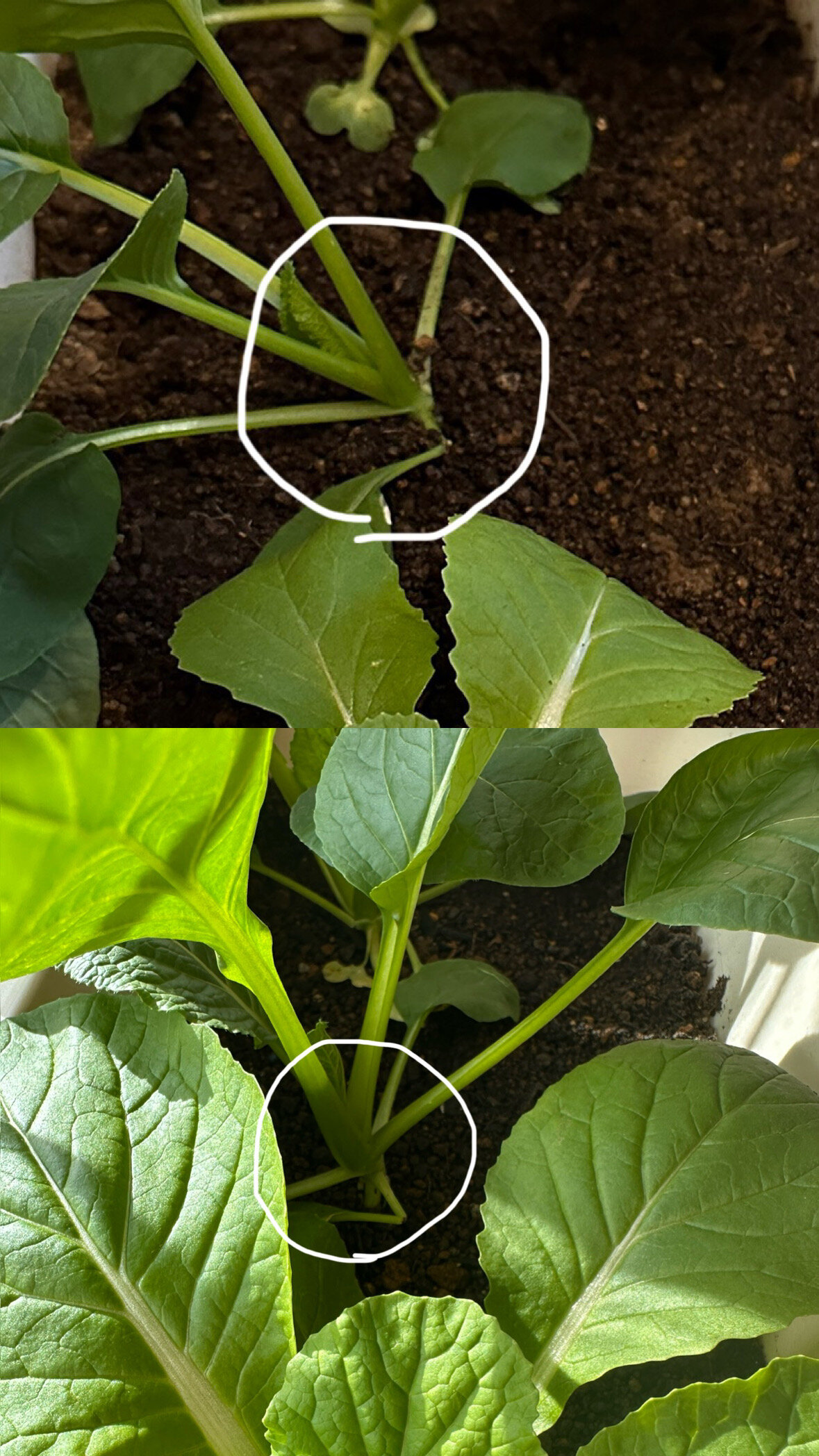 https://www.ige.tohoku.ac.jp/prg/watanabe/as-vegetable2024/2024/11/6F000A58-F7B3-41F3-9454-5079F2168323.JPG
