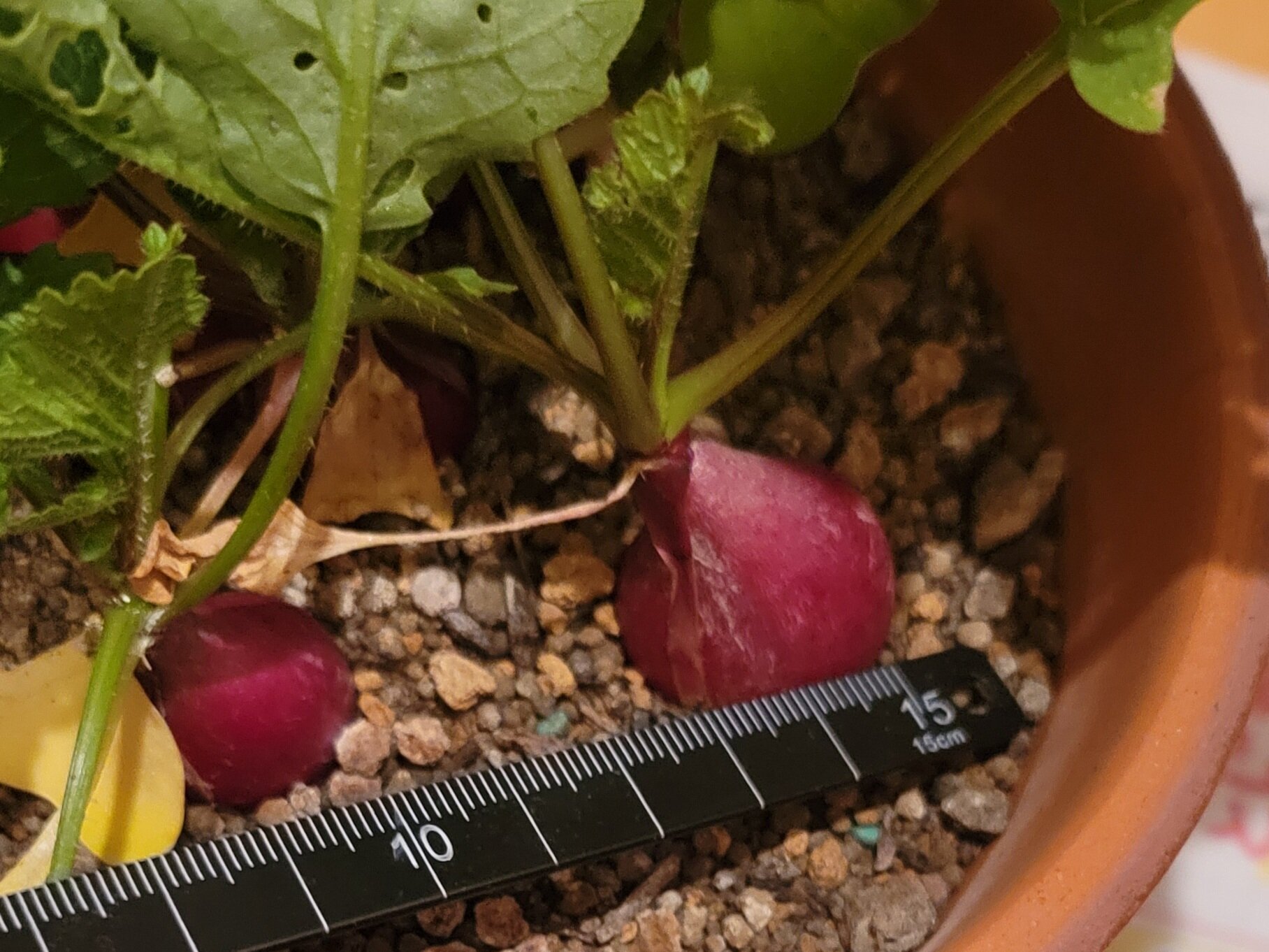 https://www.ige.tohoku.ac.jp/prg/watanabe/as-vegetable2024/2024/11/75a3421dfb466dc56dda908458e08379274f4f42.jpg