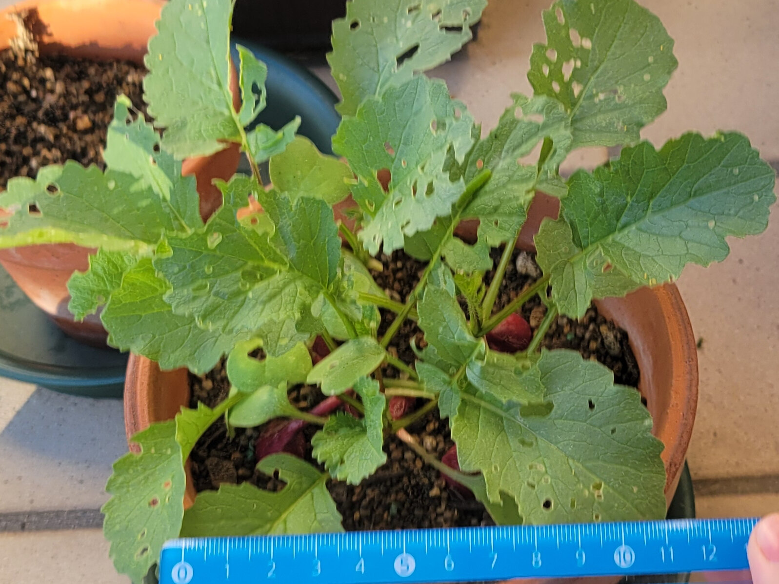 https://www.ige.tohoku.ac.jp/prg/watanabe/as-vegetable2024/2024/11/7aa09dd269b7747cfdbcc58f1ae0cbf1af142e5d.jpg