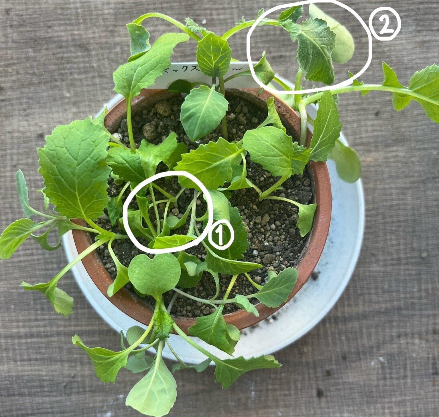 https://www.ige.tohoku.ac.jp/prg/watanabe/as-vegetable2024/2024/11/7f42c33966c1490892230014467ba50f86abcfaf.jpg