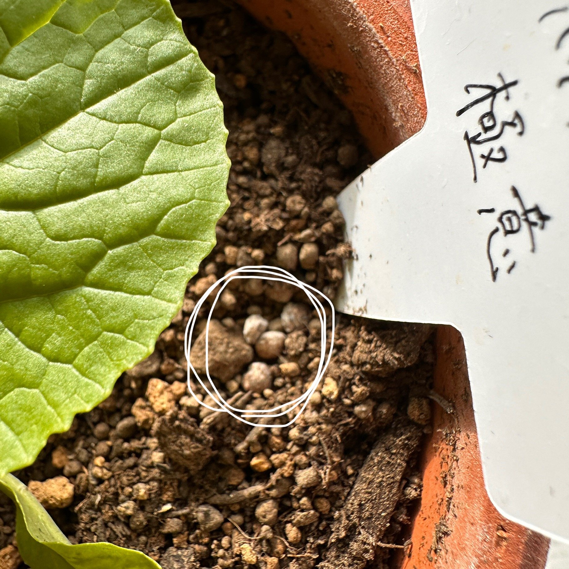 https://www.ige.tohoku.ac.jp/prg/watanabe/as-vegetable2024/2024/11/9388970d828d84c6dd0b5386c1e2ce18554f7f8e.jpg