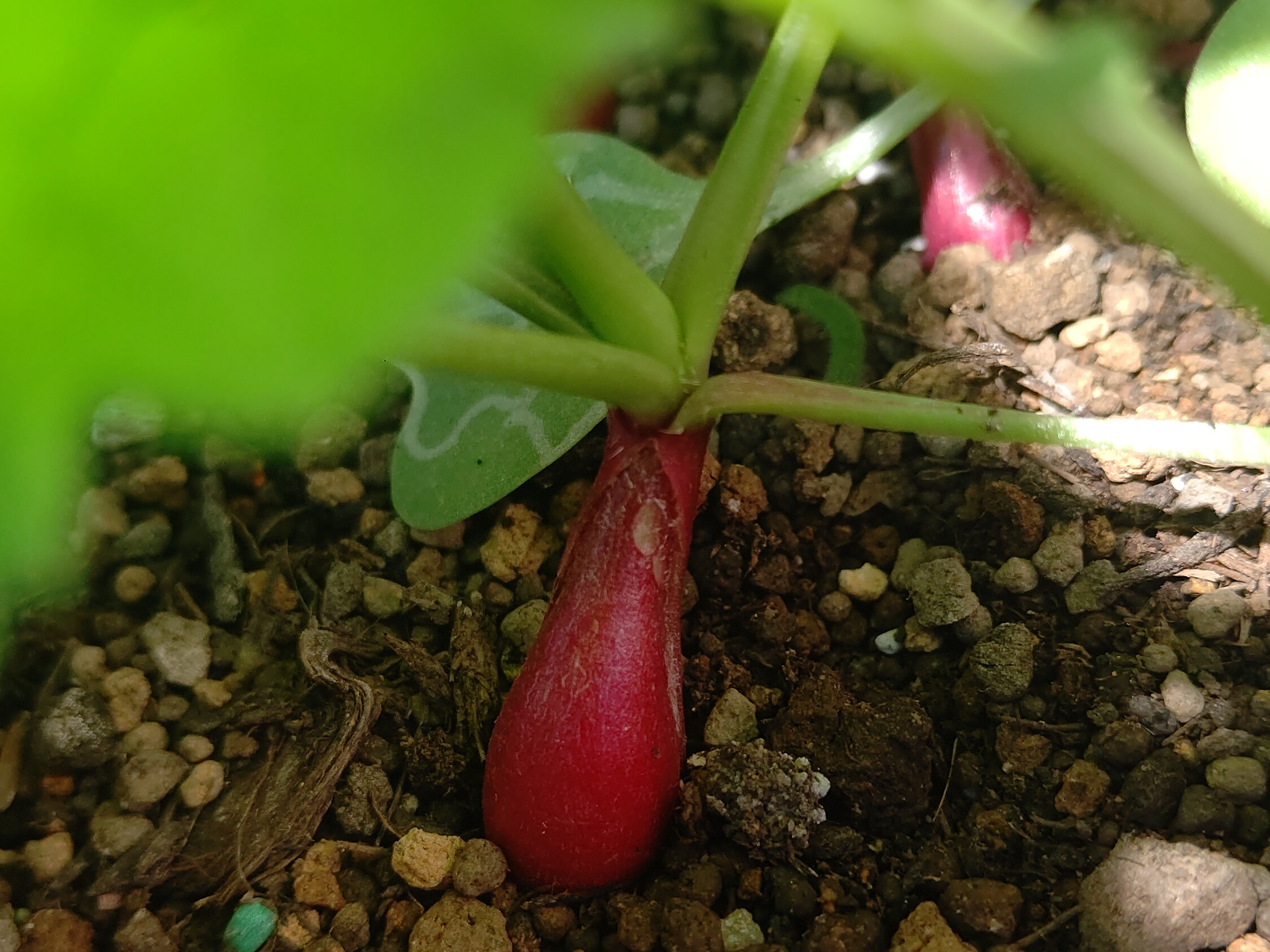 https://www.ige.tohoku.ac.jp/prg/watanabe/as-vegetable2024/2024/11/97e08e0db3fc79d187135e10115fceee1db1304d.JPG
