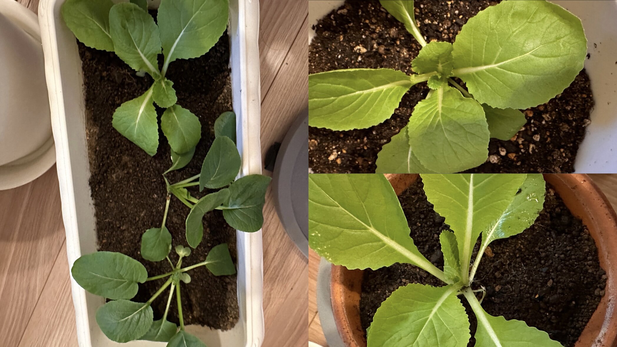 https://www.ige.tohoku.ac.jp/prg/watanabe/as-vegetable2024/2024/11/AC93C355-F857-4353-9BBE-79E0B2E39565.jpg