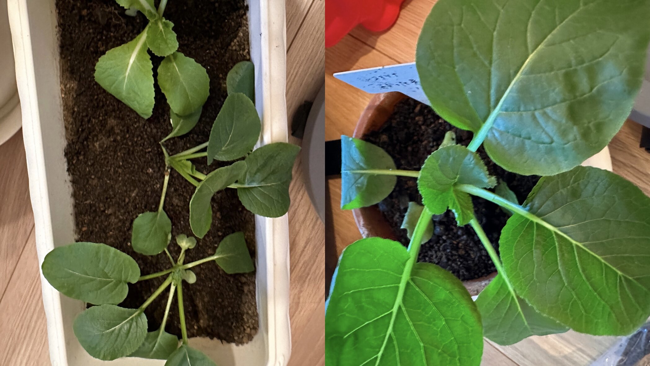 https://www.ige.tohoku.ac.jp/prg/watanabe/as-vegetable2024/2024/11/B5F01F8D-2DF5-4749-AE34-DB72C96E6BB5.jpg