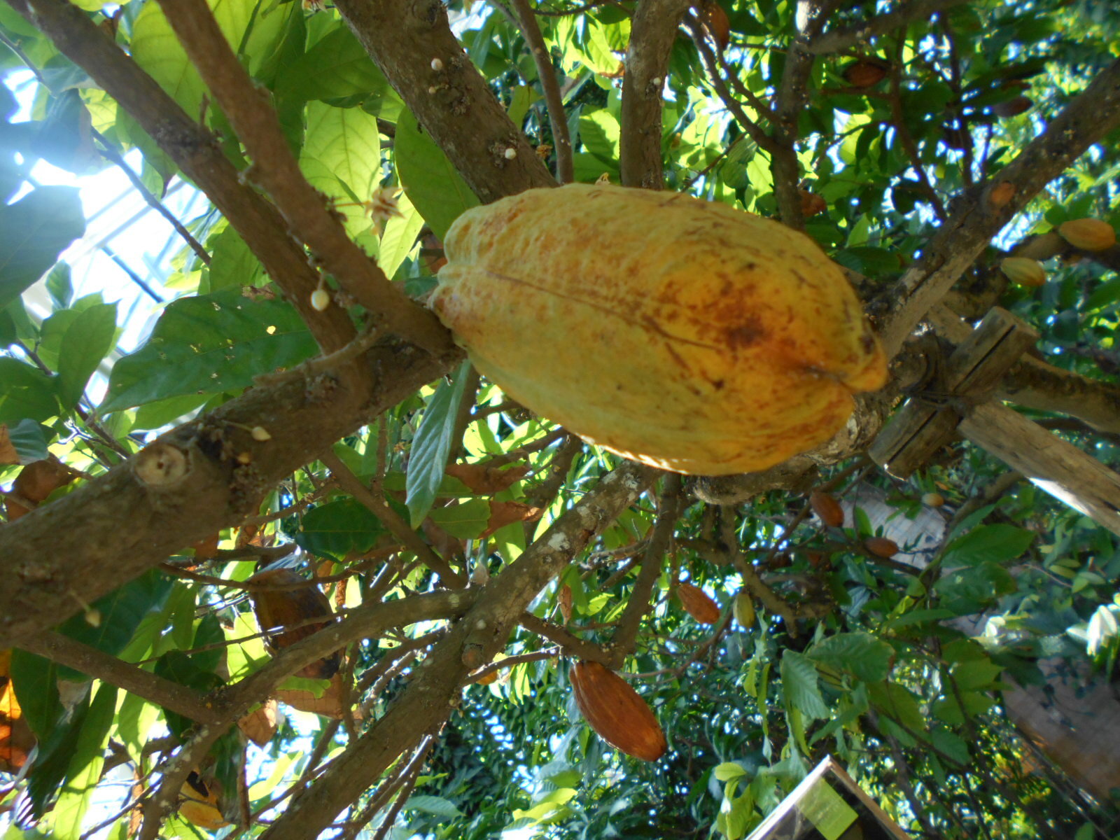https://www.ige.tohoku.ac.jp/prg/watanabe/as-vegetable2024/2024/11/DSCN0421.JPG