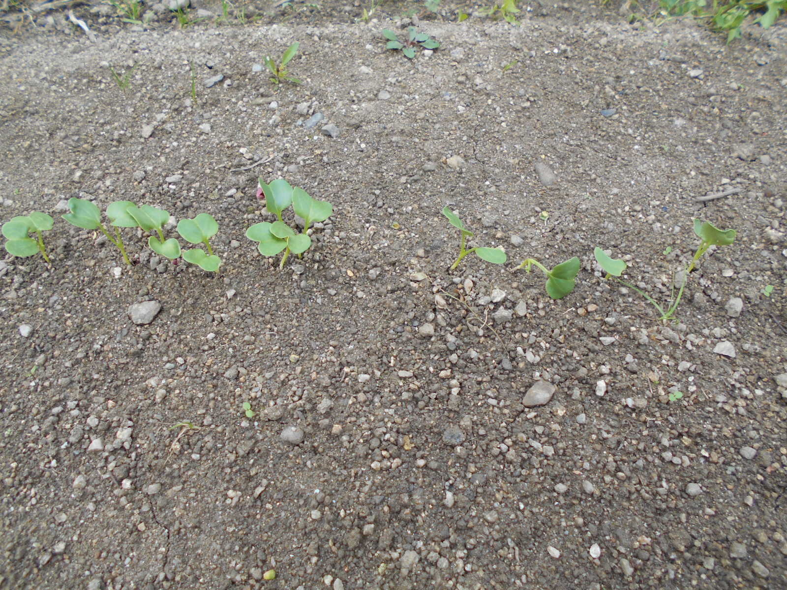 https://www.ige.tohoku.ac.jp/prg/watanabe/as-vegetable2024/2024/11/DSCN0749.JPG