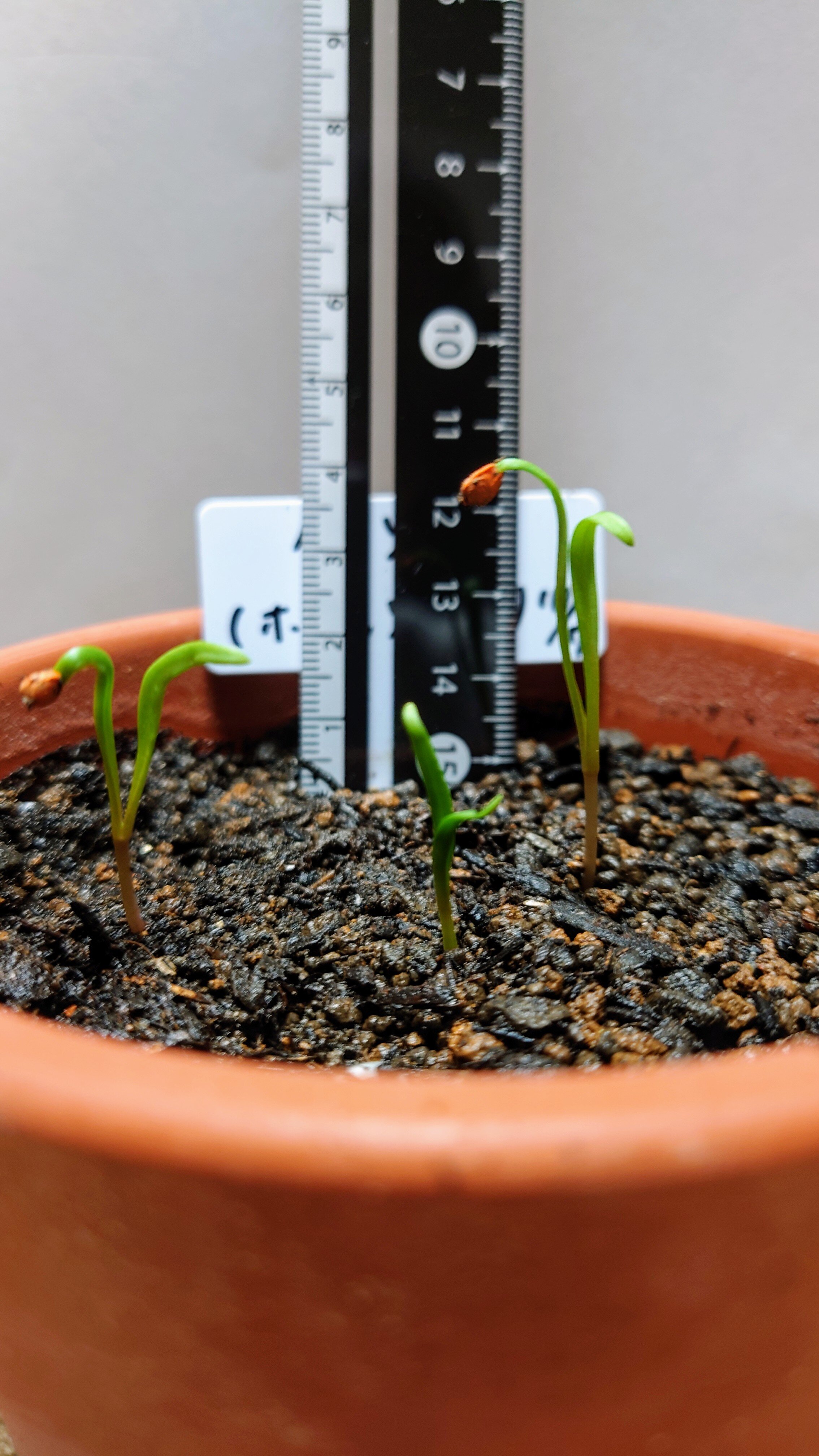 https://www.ige.tohoku.ac.jp/prg/watanabe/as-vegetable2024/2024/11/DSC_0956%20%281%29.JPG