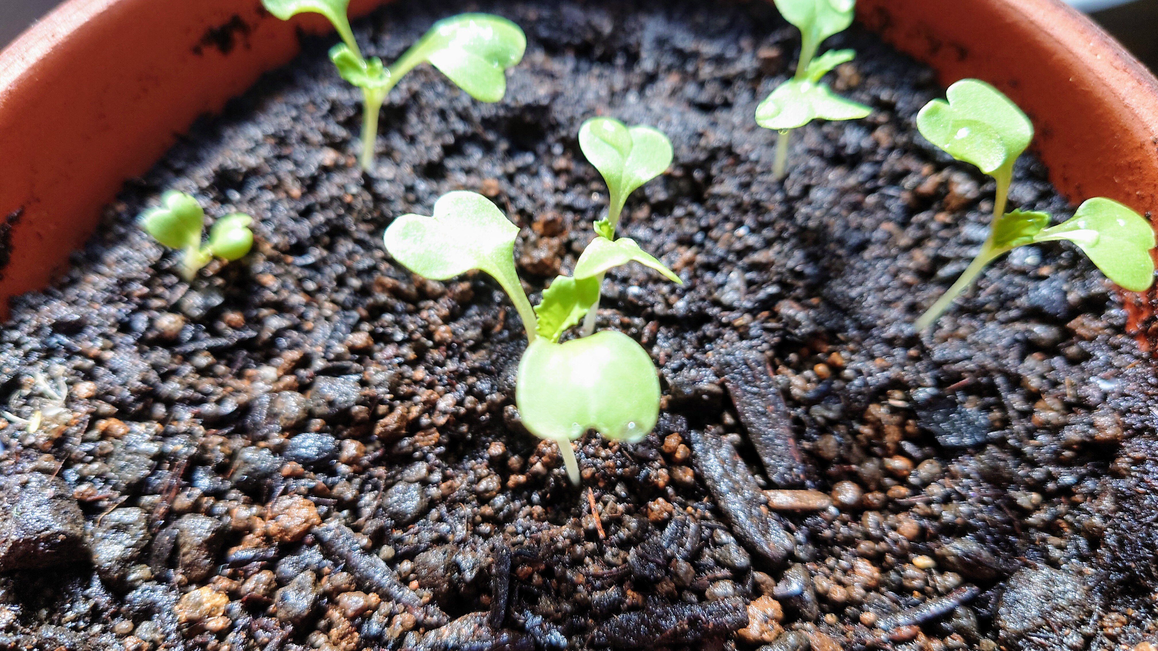https://www.ige.tohoku.ac.jp/prg/watanabe/as-vegetable2024/2024/11/DSC_0984%20%281%29.JPG