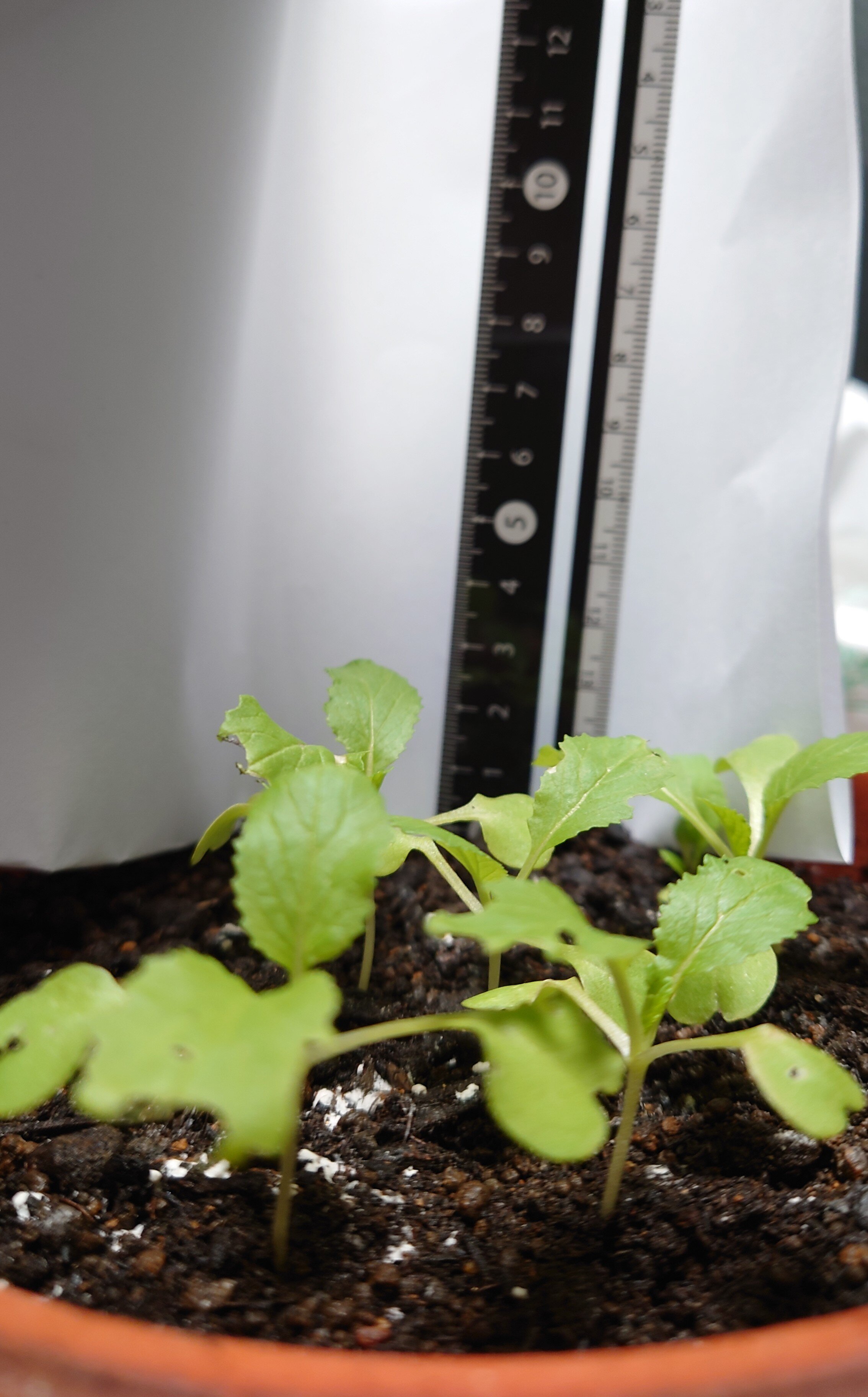 https://www.ige.tohoku.ac.jp/prg/watanabe/as-vegetable2024/2024/11/DSC_1057.JPG