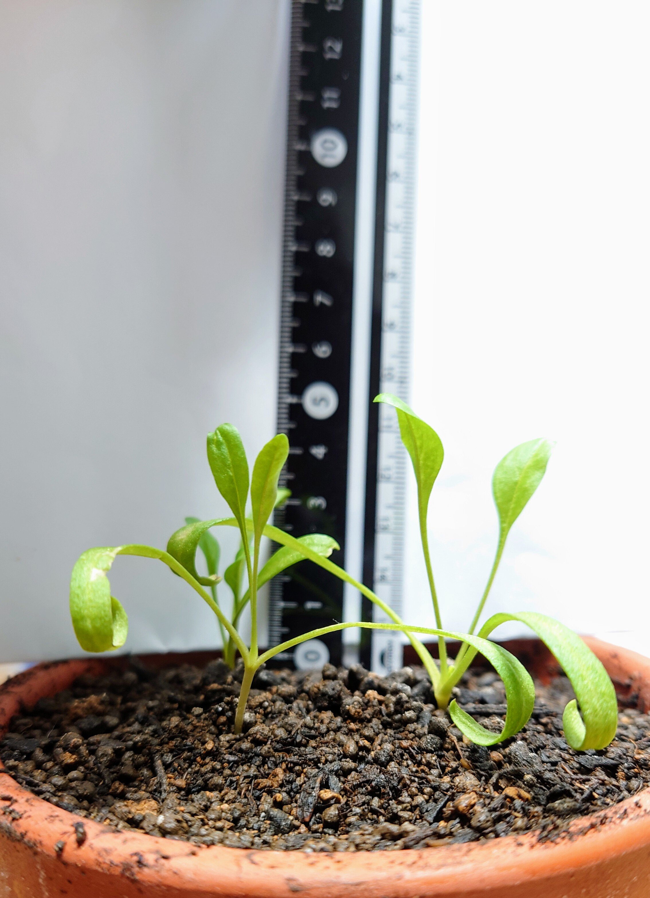 https://www.ige.tohoku.ac.jp/prg/watanabe/as-vegetable2024/2024/11/DSC_1062.JPG