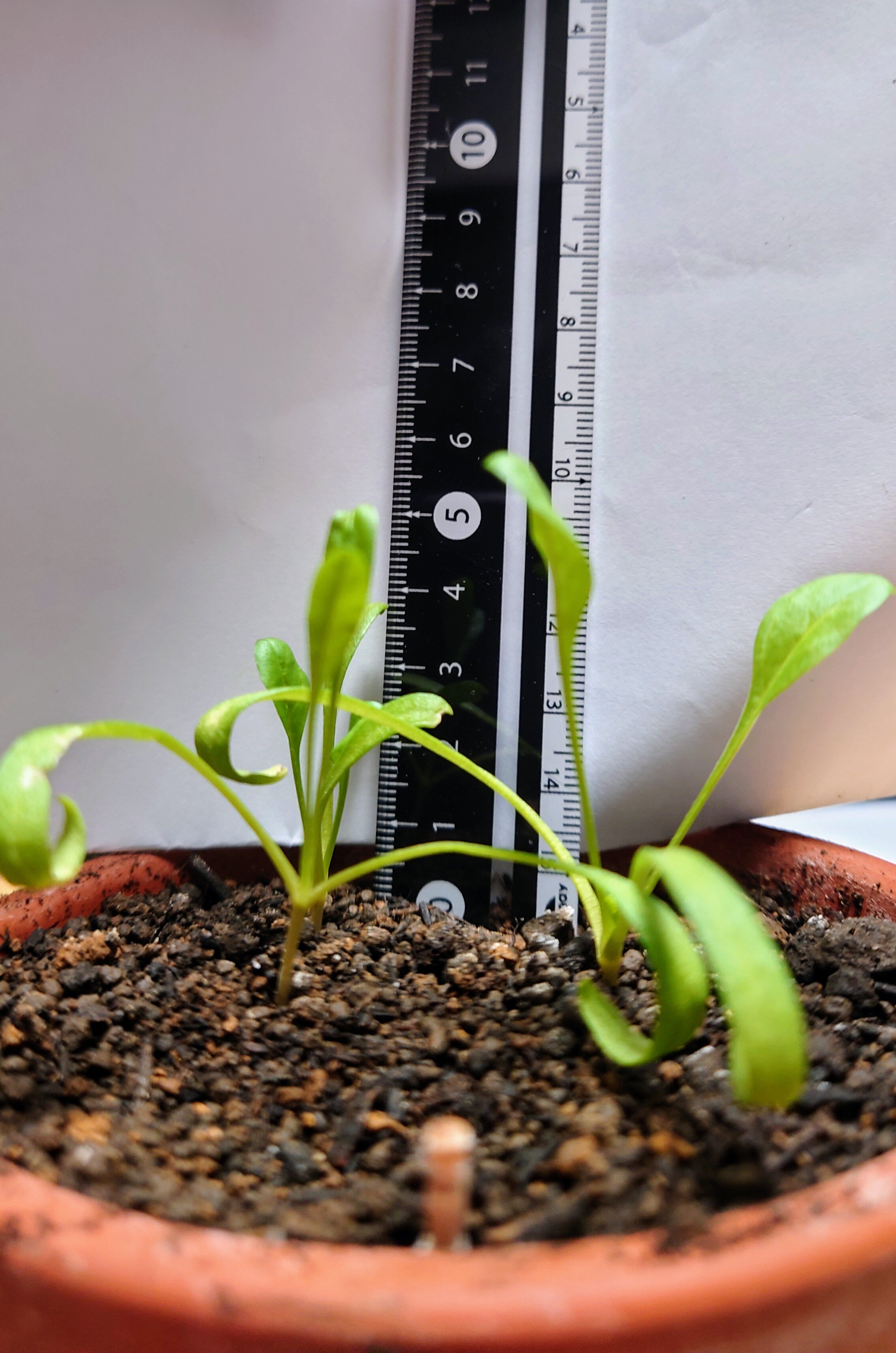 https://www.ige.tohoku.ac.jp/prg/watanabe/as-vegetable2024/2024/11/DSC_1068.JPG
