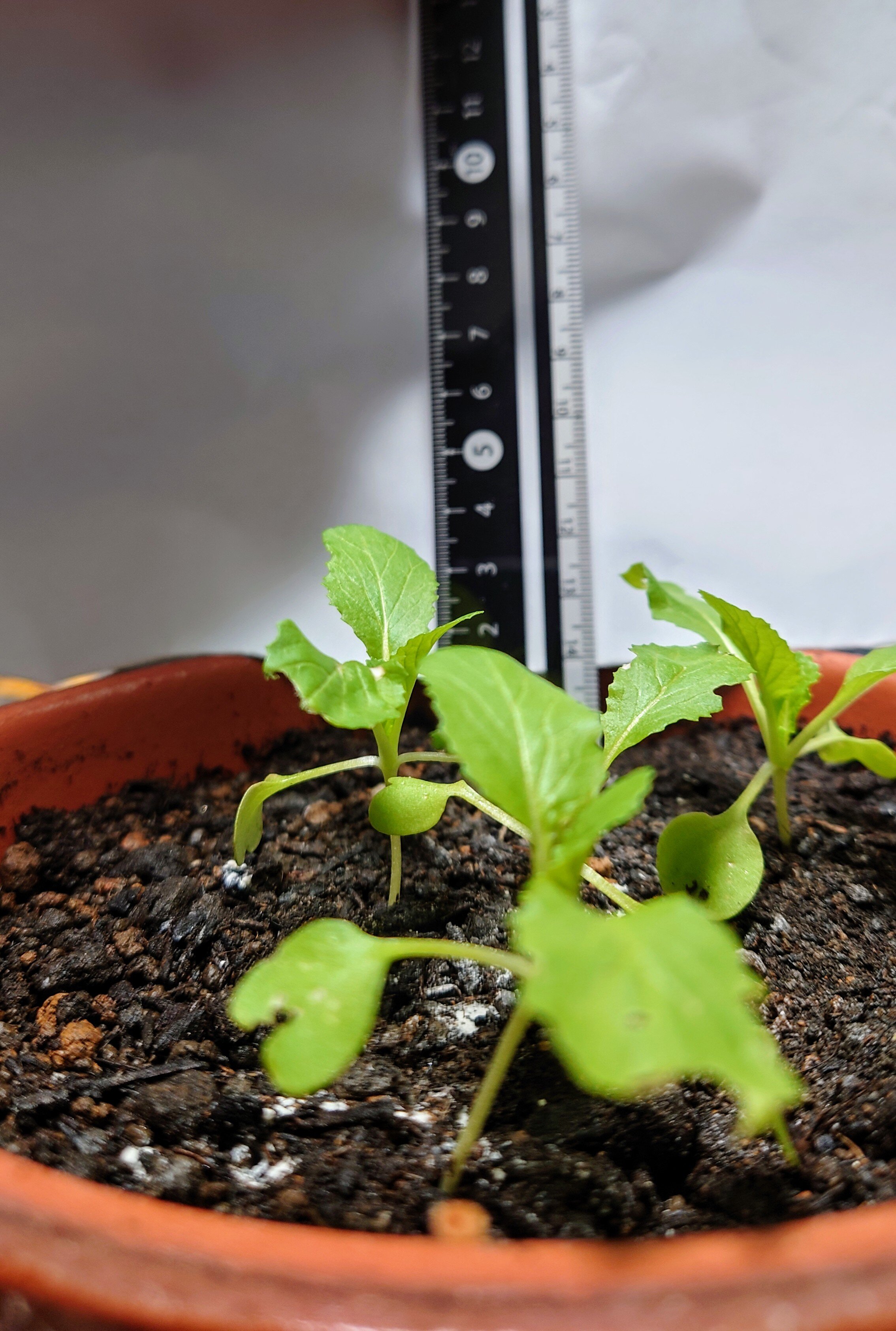 https://www.ige.tohoku.ac.jp/prg/watanabe/as-vegetable2024/2024/11/DSC_1084.JPG