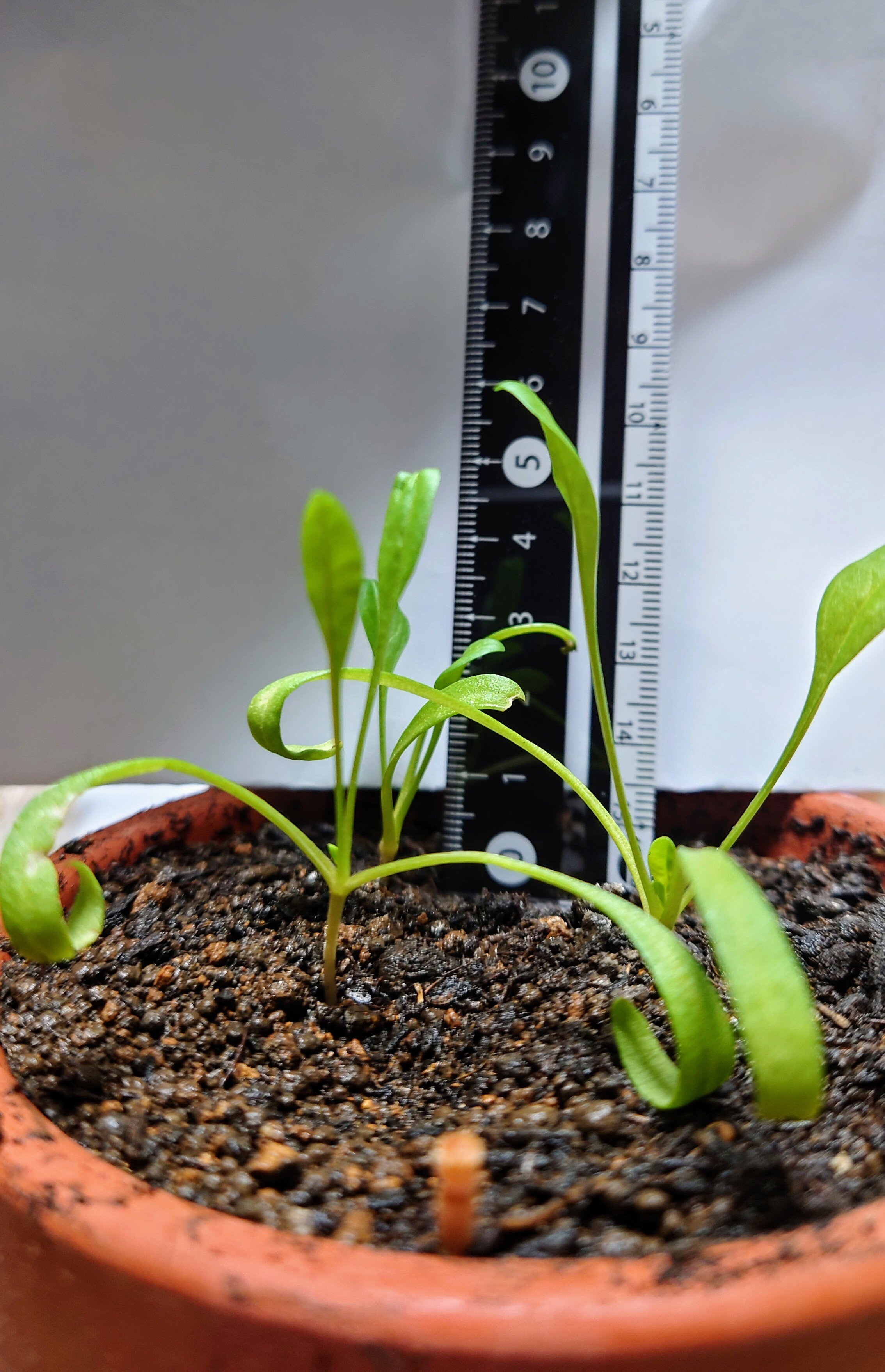 https://www.ige.tohoku.ac.jp/prg/watanabe/as-vegetable2024/2024/11/DSC_1085.JPG