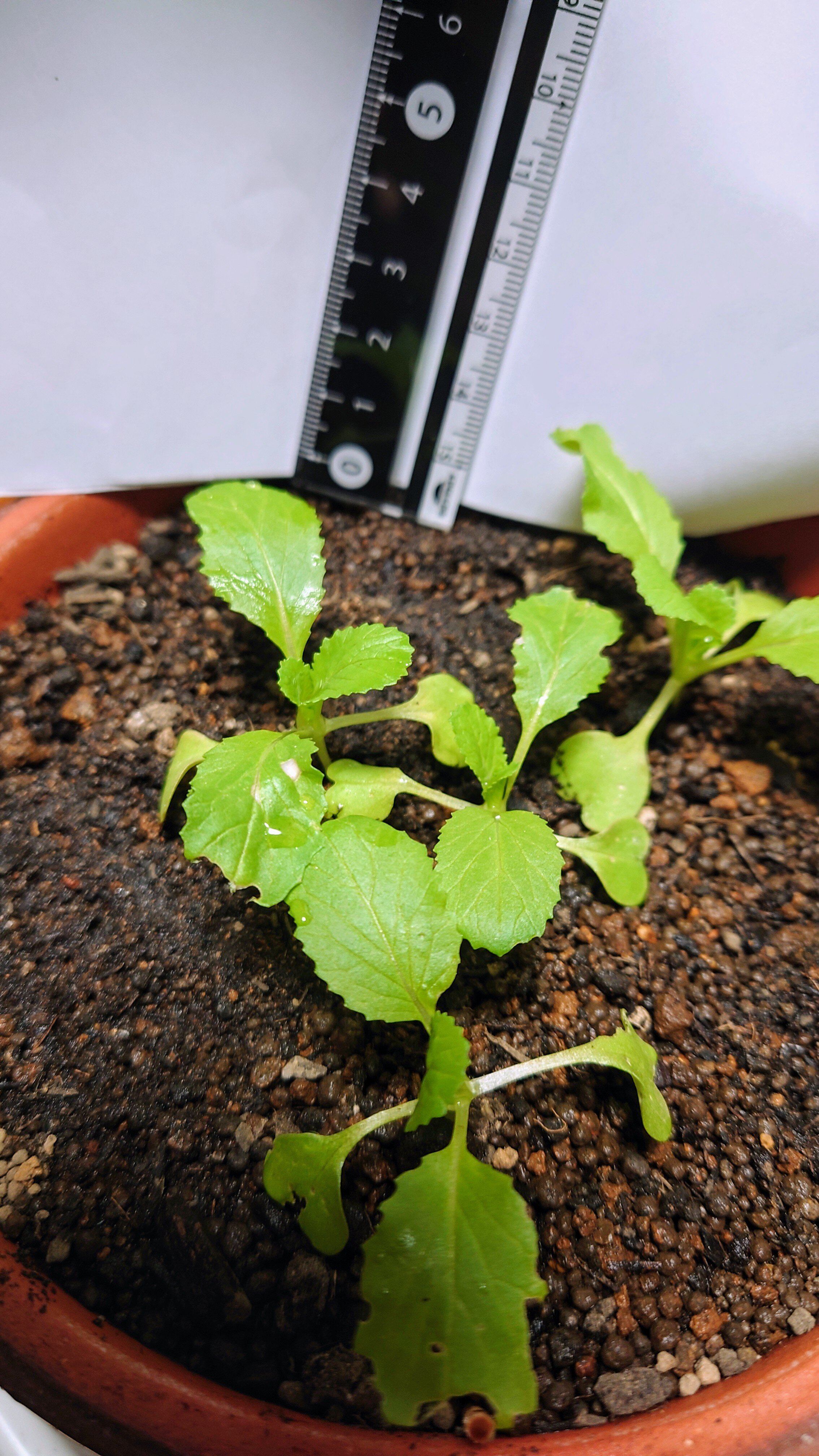 https://www.ige.tohoku.ac.jp/prg/watanabe/as-vegetable2024/2024/11/DSC_1089.JPG