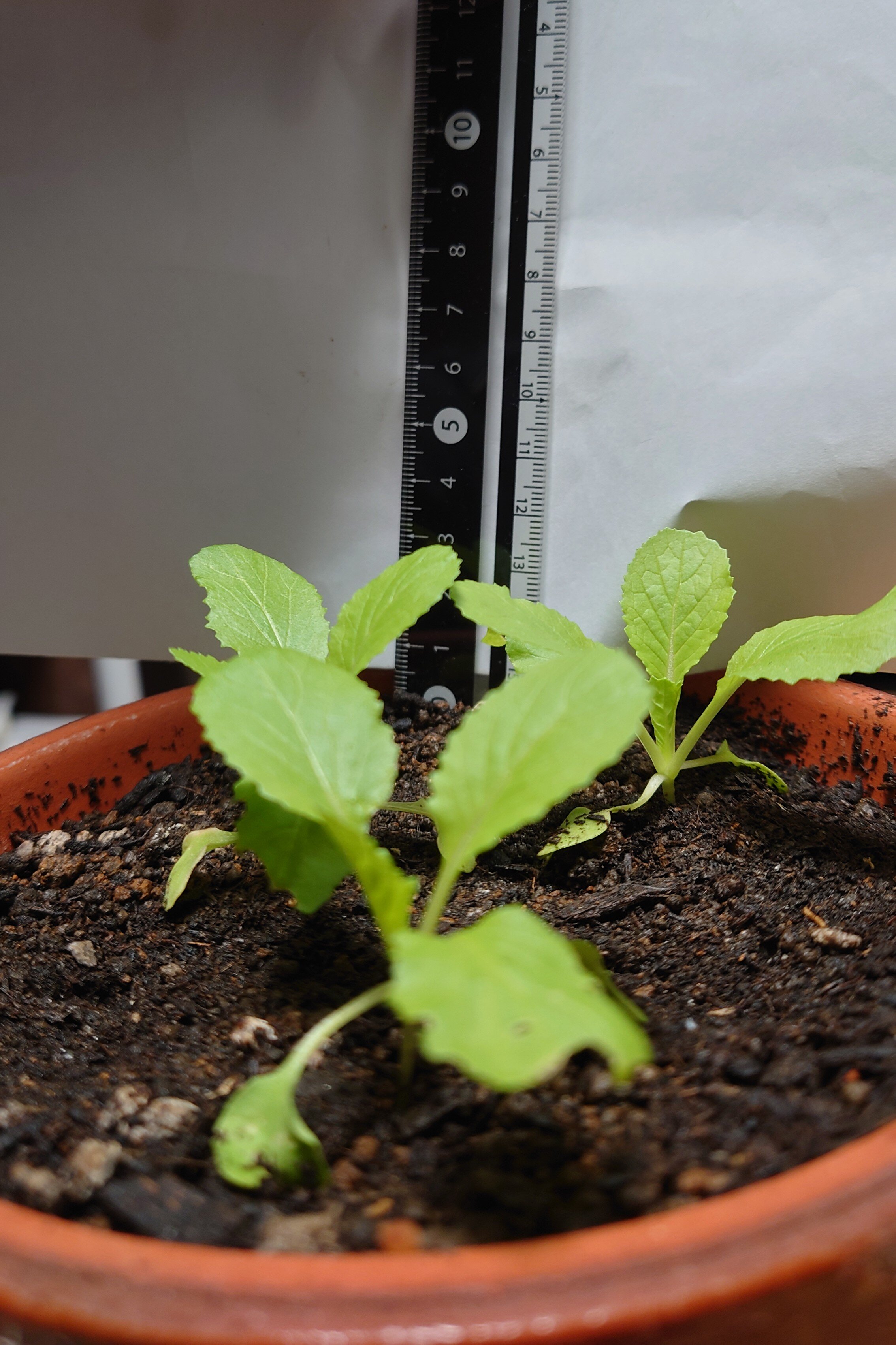 https://www.ige.tohoku.ac.jp/prg/watanabe/as-vegetable2024/2024/11/DSC_1163.JPG