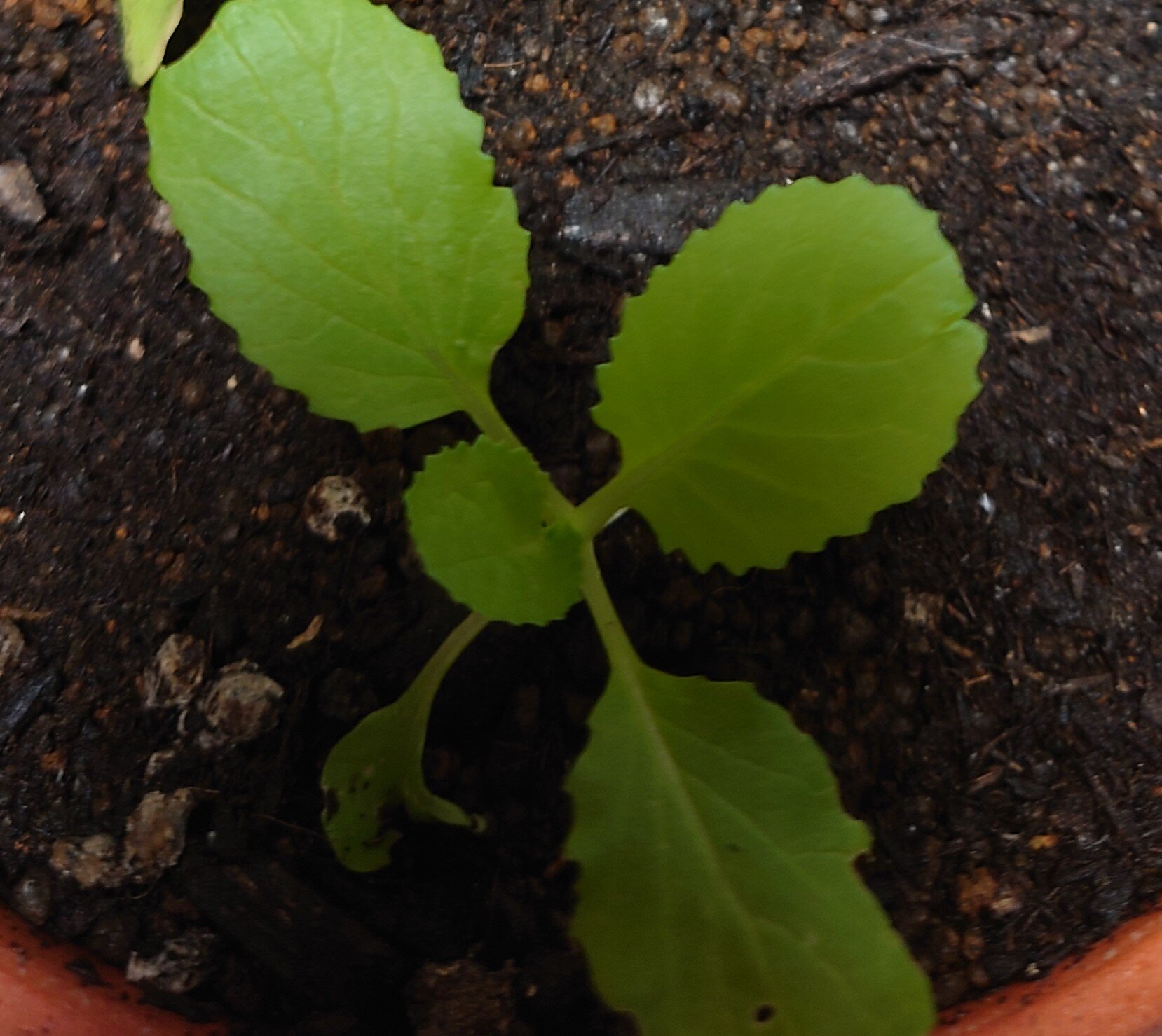https://www.ige.tohoku.ac.jp/prg/watanabe/as-vegetable2024/2024/11/DSC_1166%20%281%29.JPG