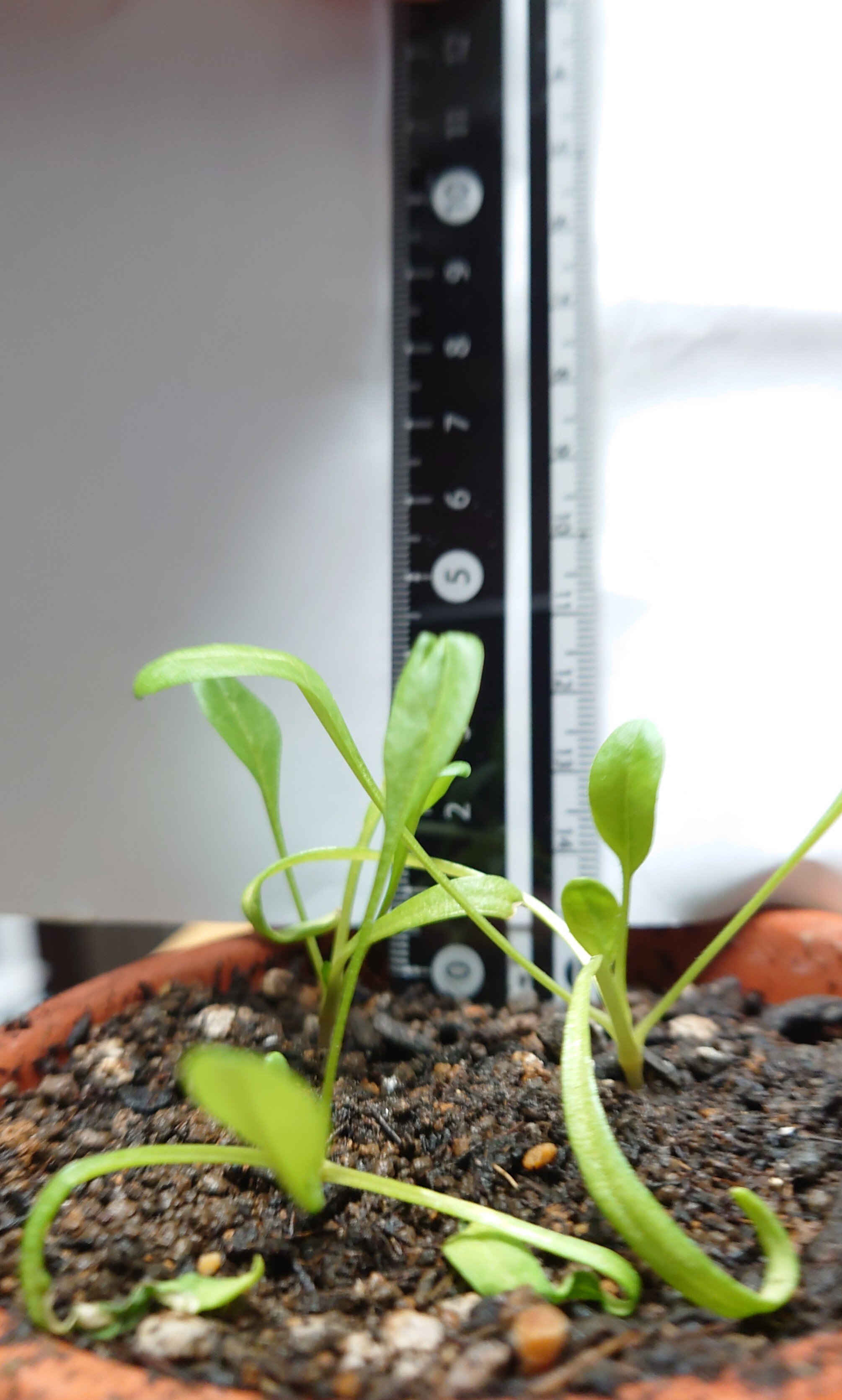 https://www.ige.tohoku.ac.jp/prg/watanabe/as-vegetable2024/2024/11/DSC_1171.JPG