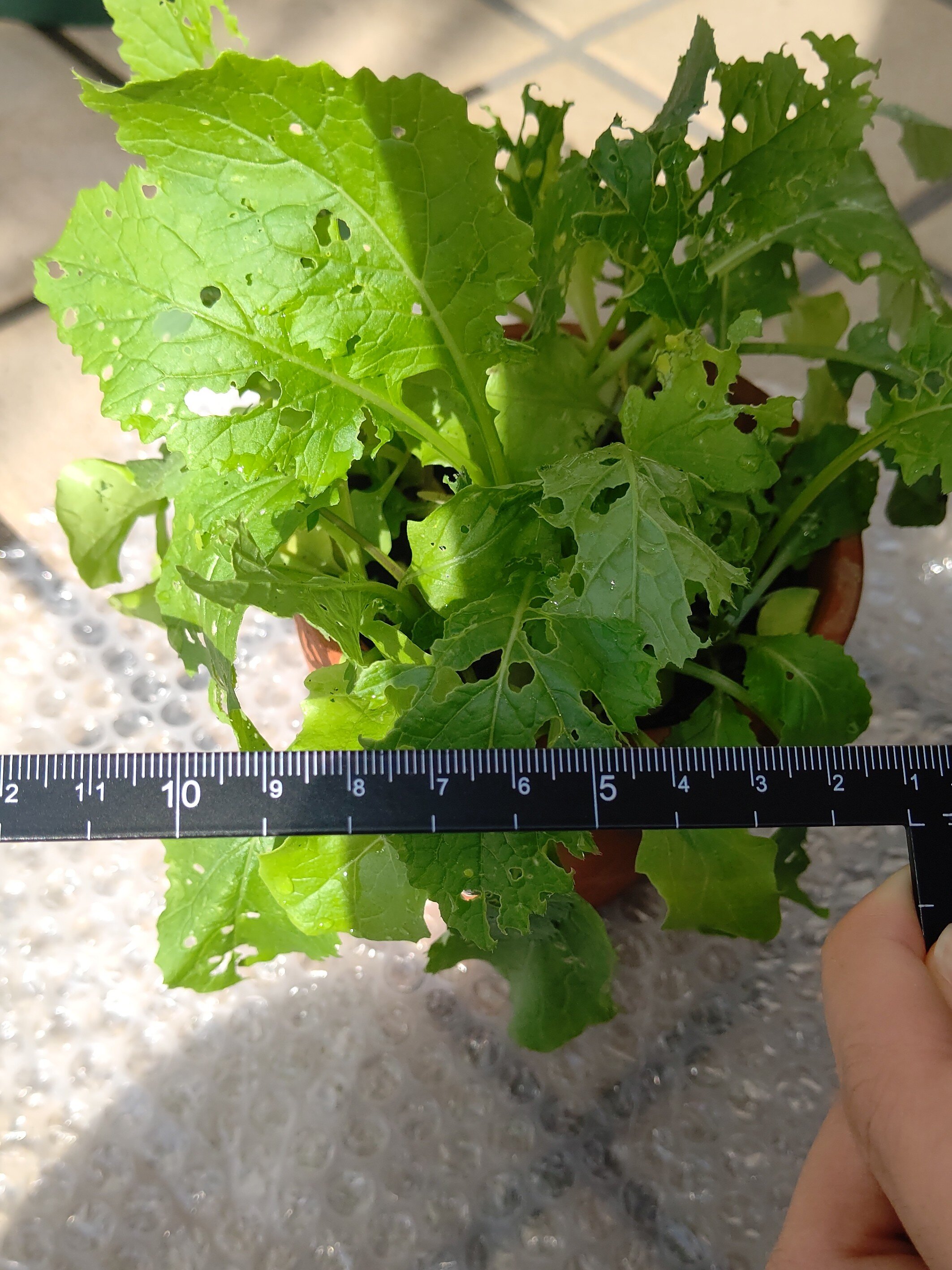 https://www.ige.tohoku.ac.jp/prg/watanabe/as-vegetable2024/2024/11/DSC_4539~2.JPG