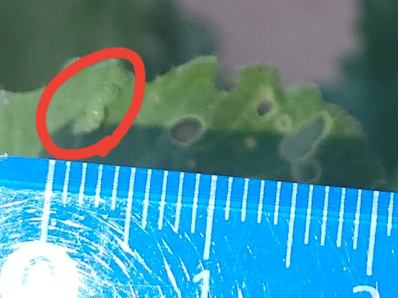 https://www.ige.tohoku.ac.jp/prg/watanabe/as-vegetable2024/2024/11/DSC_4542.JPG