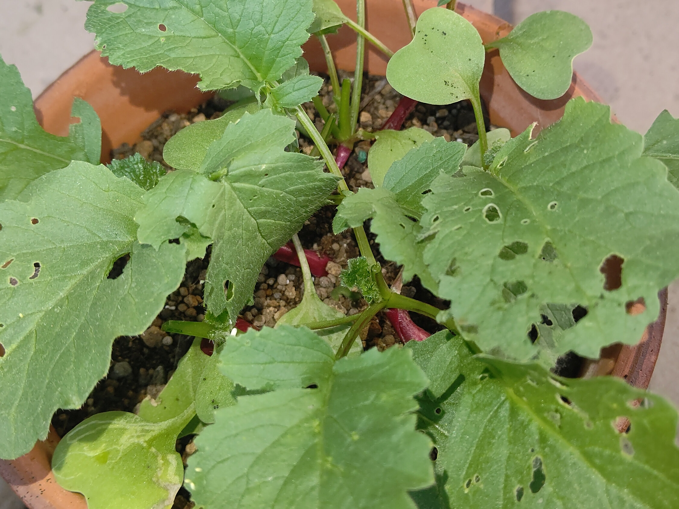 https://www.ige.tohoku.ac.jp/prg/watanabe/as-vegetable2024/2024/11/DSC_4543.JPG