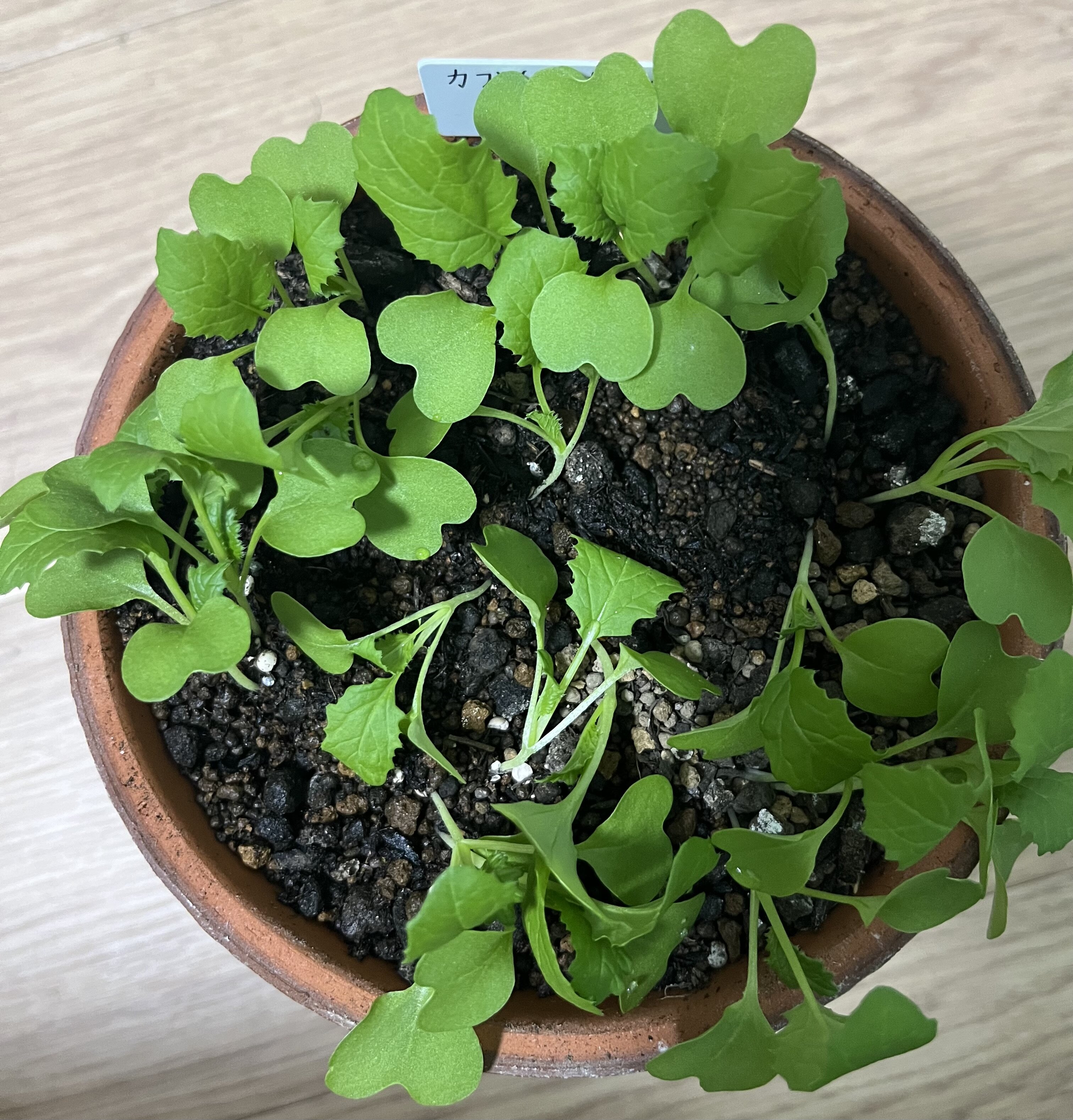 https://www.ige.tohoku.ac.jp/prg/watanabe/as-vegetable2024/2024/11/IMG_4296.jpg