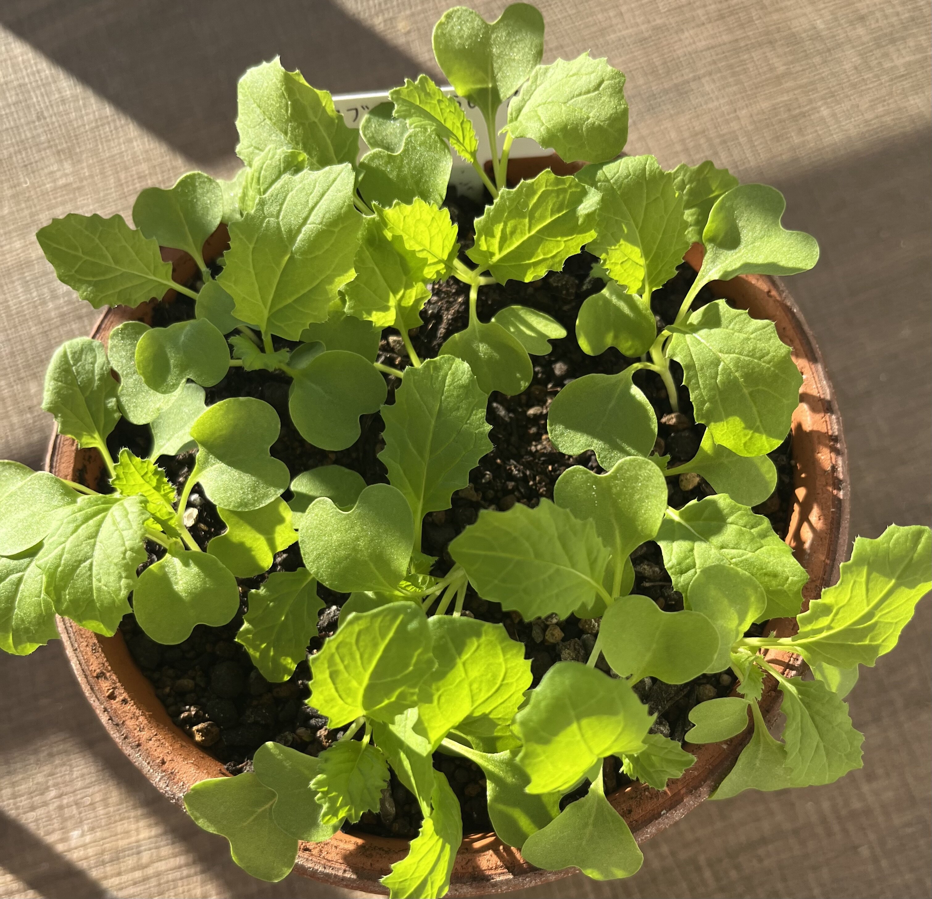 https://www.ige.tohoku.ac.jp/prg/watanabe/as-vegetable2024/2024/11/IMG_4311.jpg