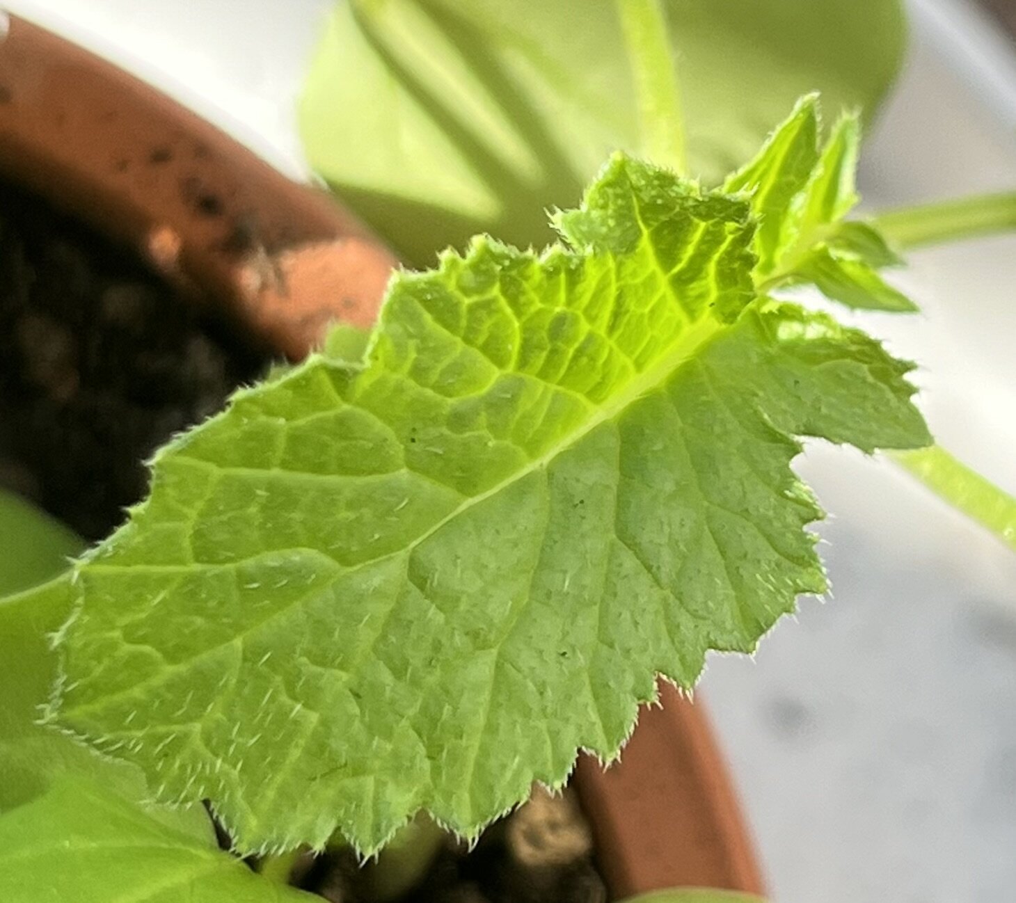 https://www.ige.tohoku.ac.jp/prg/watanabe/as-vegetable2024/2024/11/IMG_4380.jpg