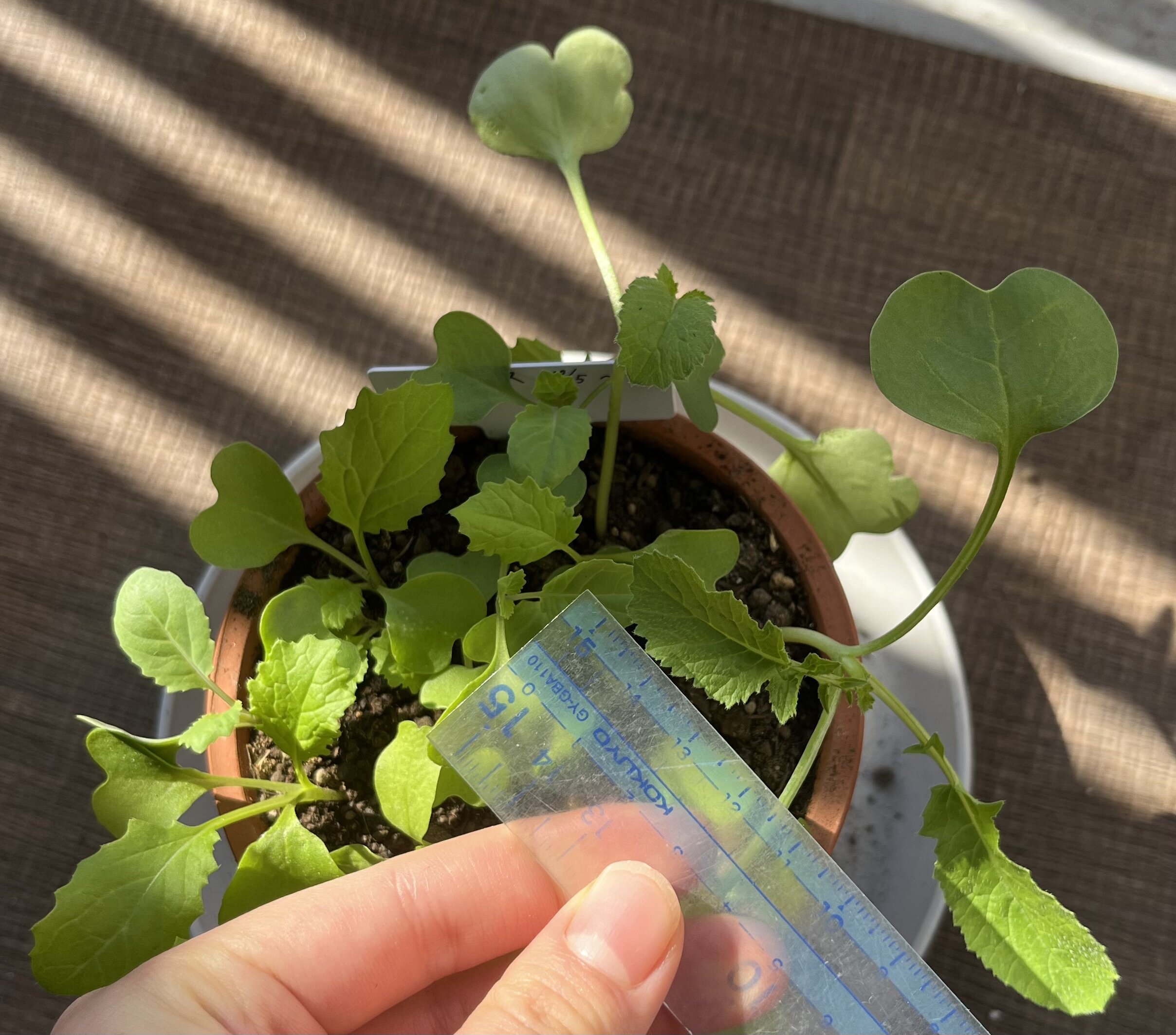 https://www.ige.tohoku.ac.jp/prg/watanabe/as-vegetable2024/2024/11/IMG_4391.jpg