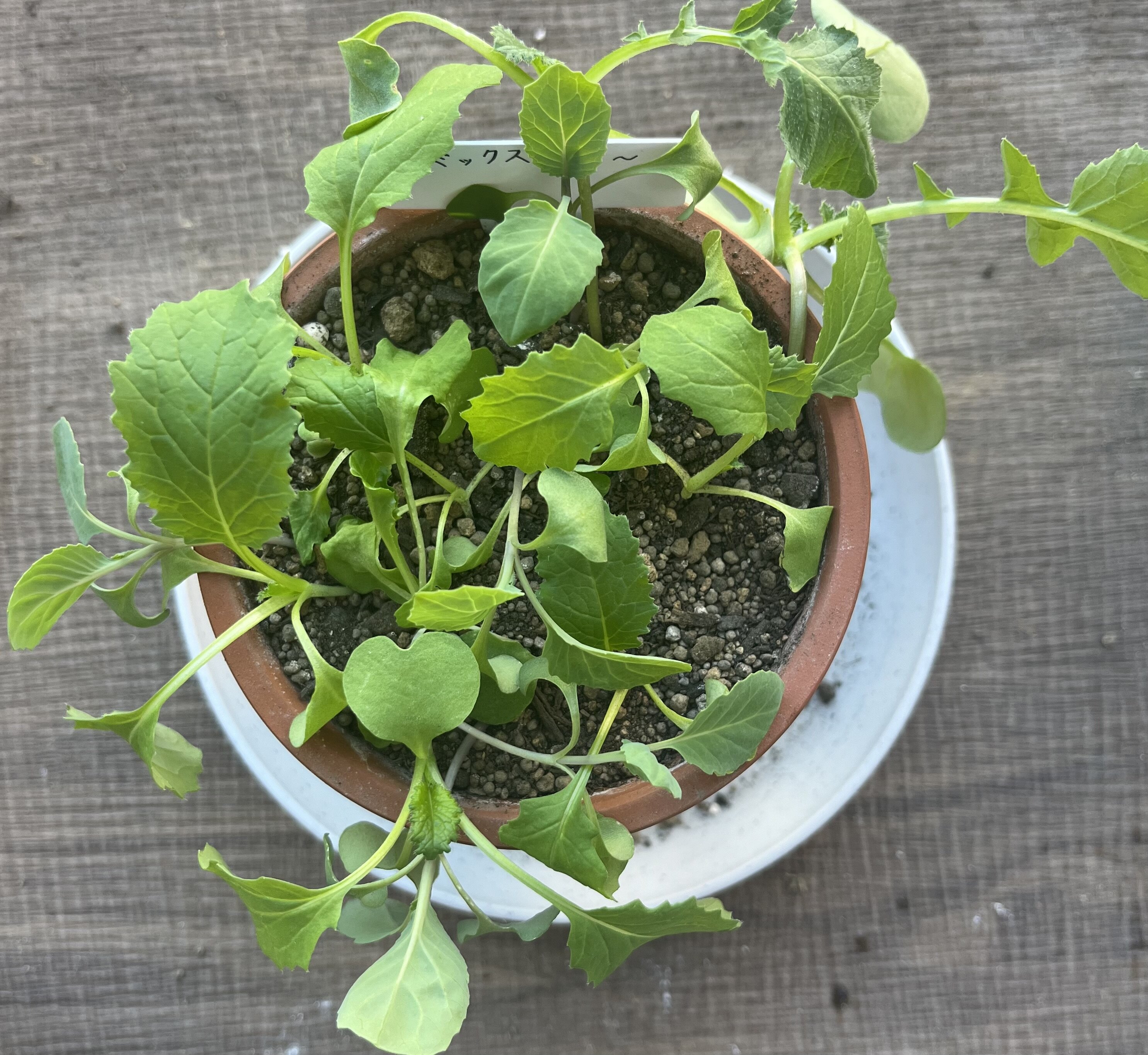 https://www.ige.tohoku.ac.jp/prg/watanabe/as-vegetable2024/2024/11/IMG_4429.jpg