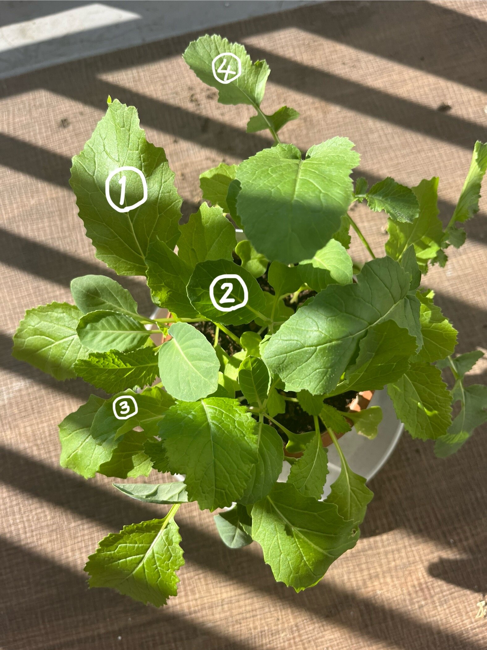 https://www.ige.tohoku.ac.jp/prg/watanabe/as-vegetable2024/2024/11/IMG_4619%201.jpg