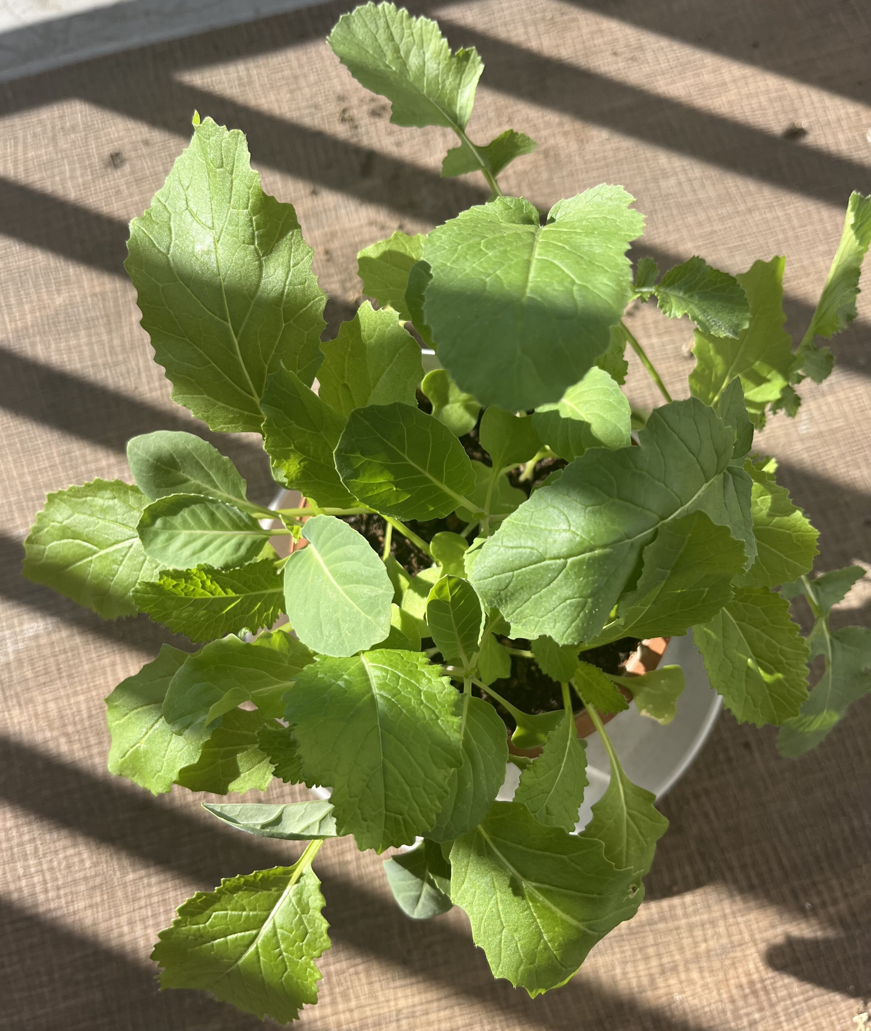 https://www.ige.tohoku.ac.jp/prg/watanabe/as-vegetable2024/2024/11/IMG_4619.jpg