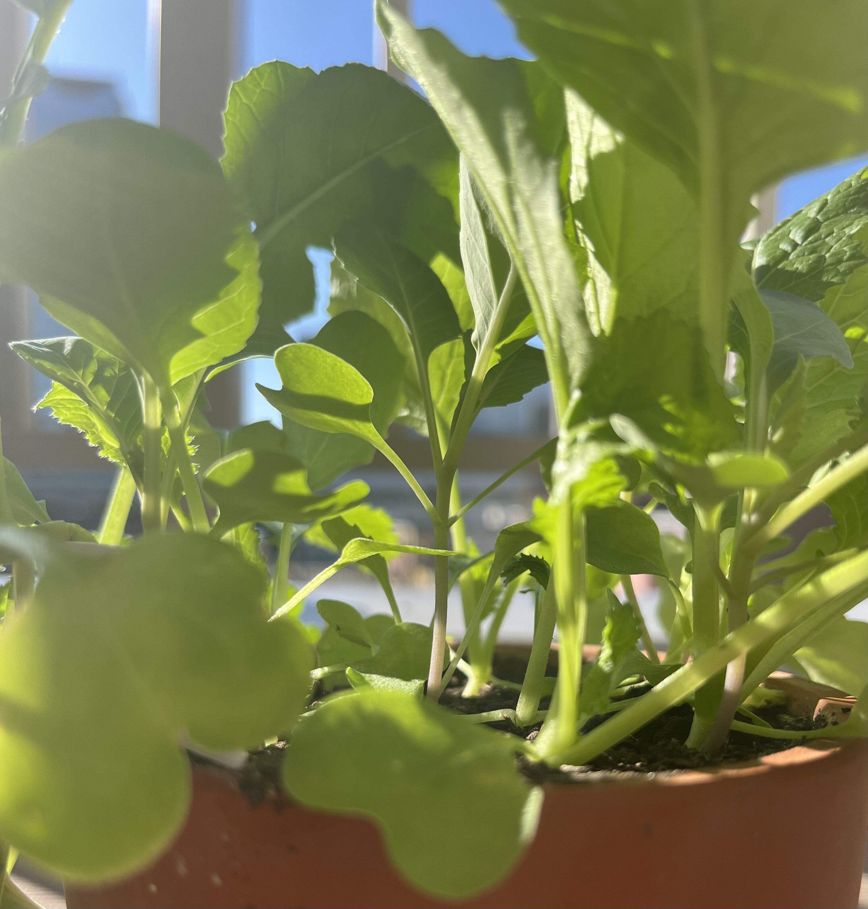https://www.ige.tohoku.ac.jp/prg/watanabe/as-vegetable2024/2024/11/IMG_4634.jpg