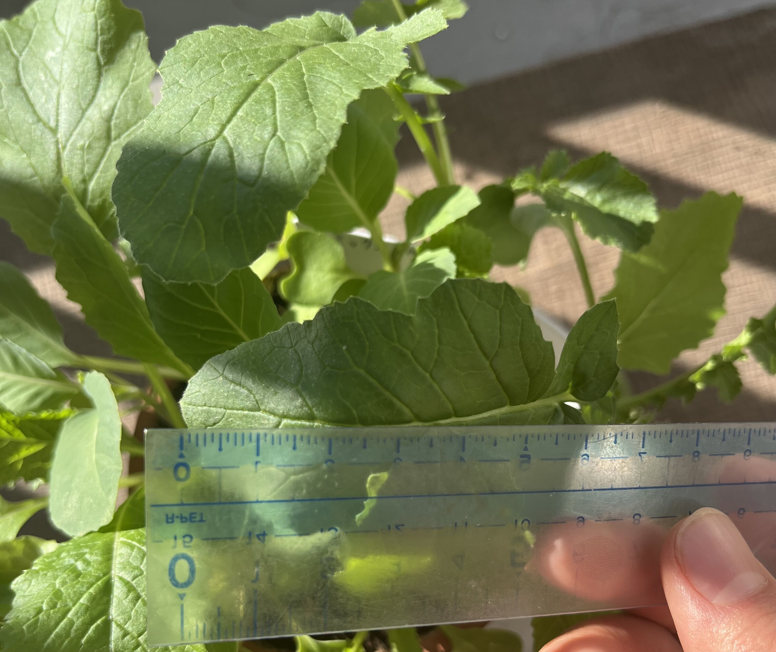 https://www.ige.tohoku.ac.jp/prg/watanabe/as-vegetable2024/2024/11/IMG_4637%201.jpg