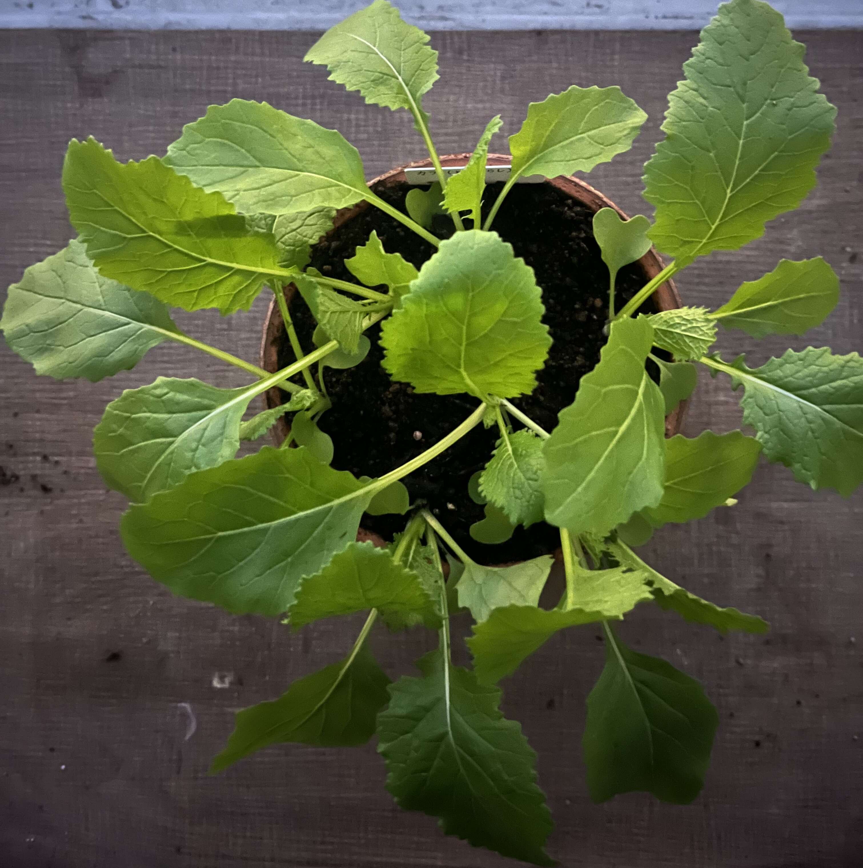 https://www.ige.tohoku.ac.jp/prg/watanabe/as-vegetable2024/2024/11/IMG_4827.jpg