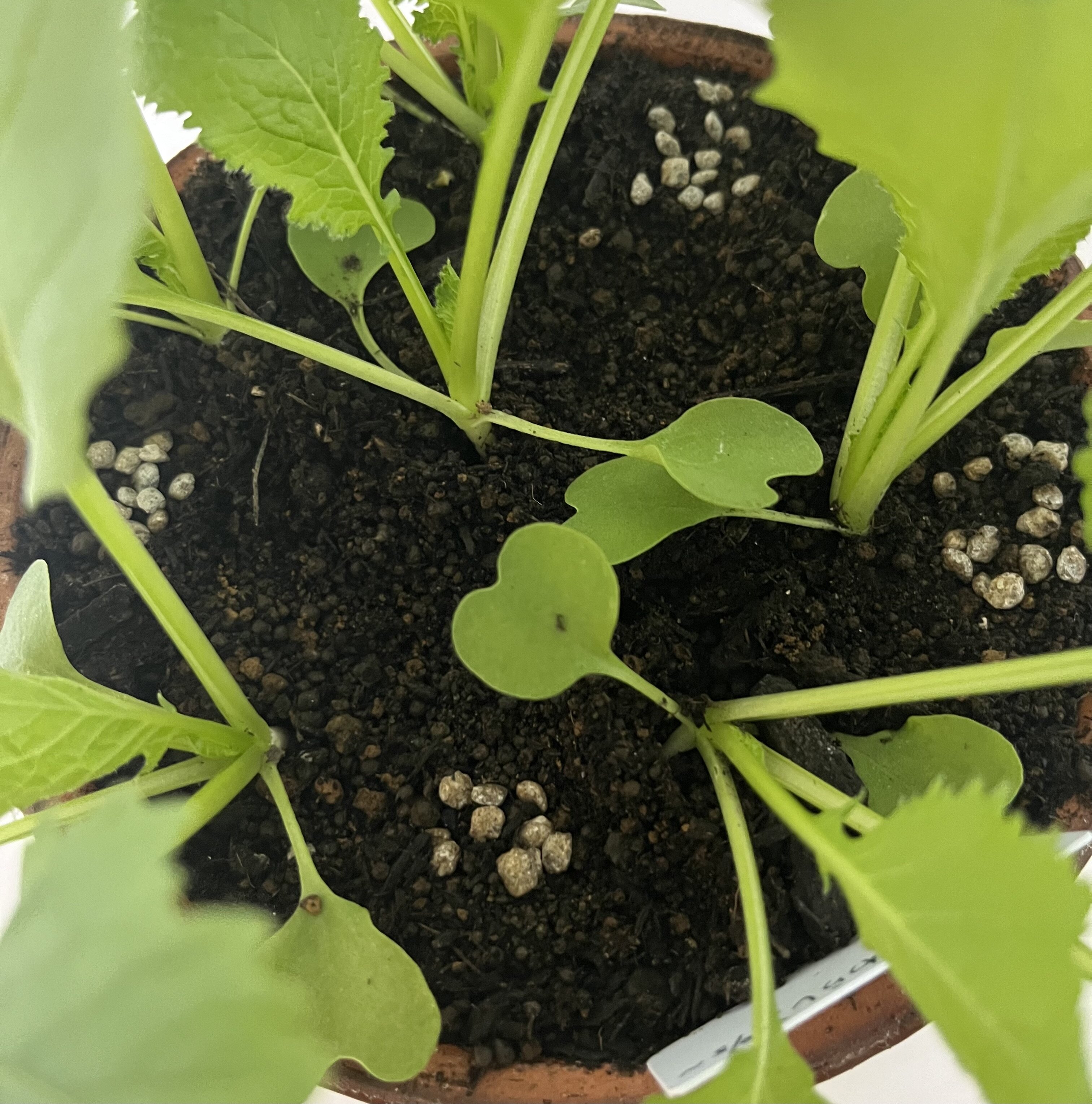 https://www.ige.tohoku.ac.jp/prg/watanabe/as-vegetable2024/2024/11/IMG_4845.jpg
