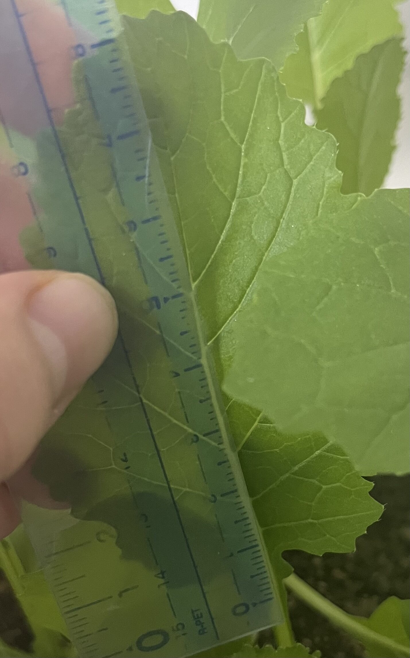 https://www.ige.tohoku.ac.jp/prg/watanabe/as-vegetable2024/2024/11/IMG_4863.jpg