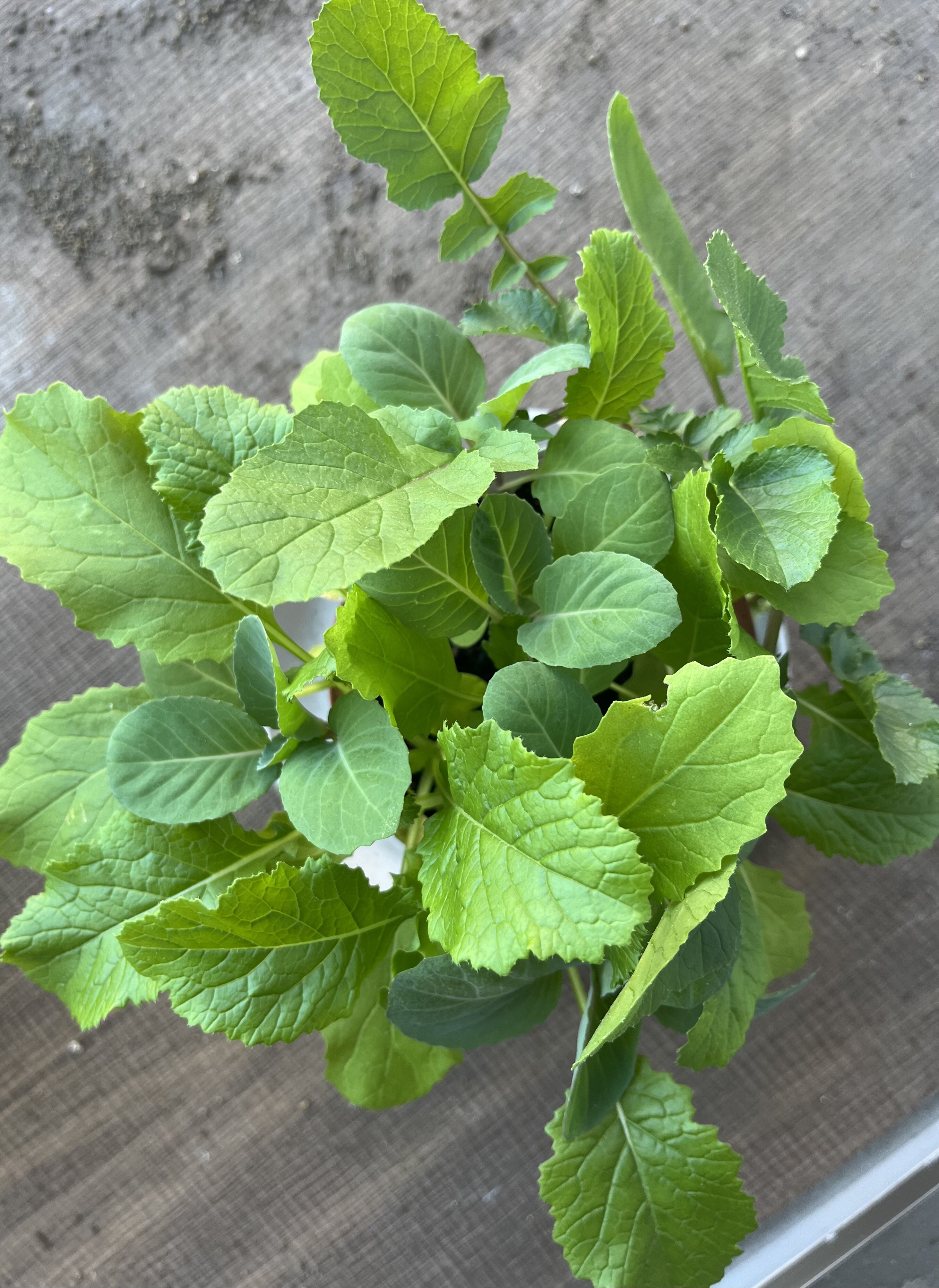 https://www.ige.tohoku.ac.jp/prg/watanabe/as-vegetable2024/2024/11/IMG_5043%201.jpg
