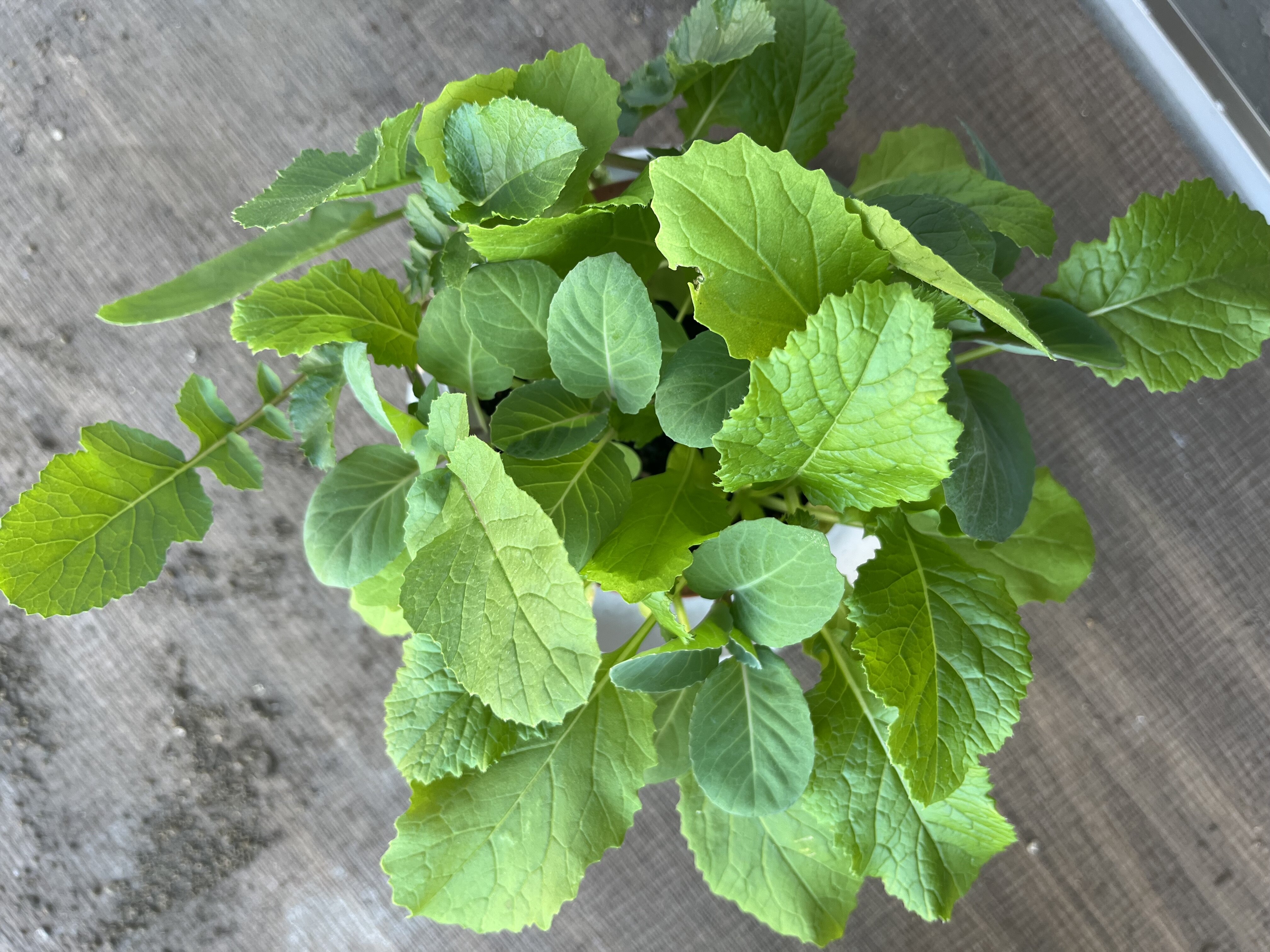 https://www.ige.tohoku.ac.jp/prg/watanabe/as-vegetable2024/2024/11/IMG_5043.jpg