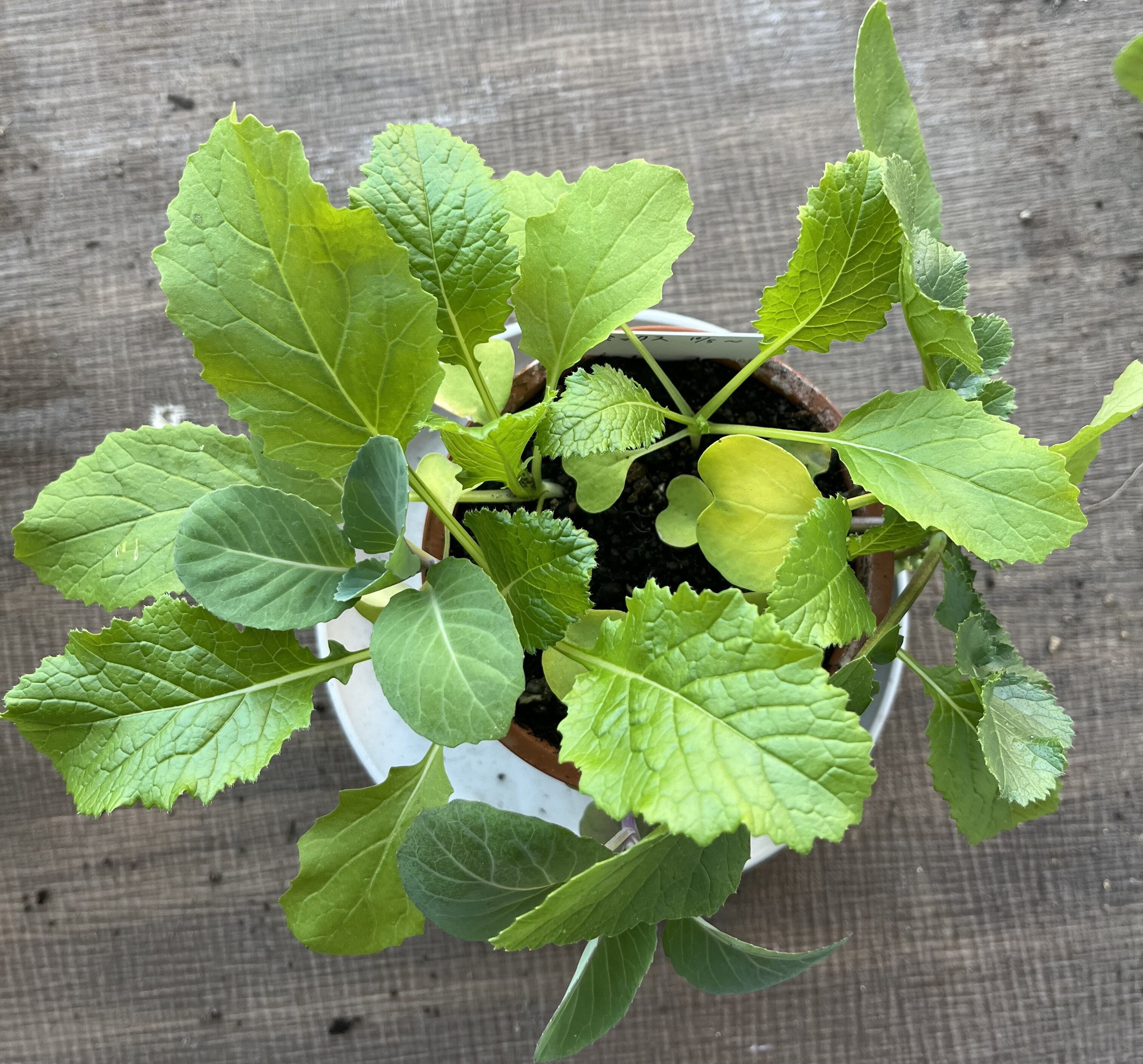 https://www.ige.tohoku.ac.jp/prg/watanabe/as-vegetable2024/2024/11/IMG_5044.jpg