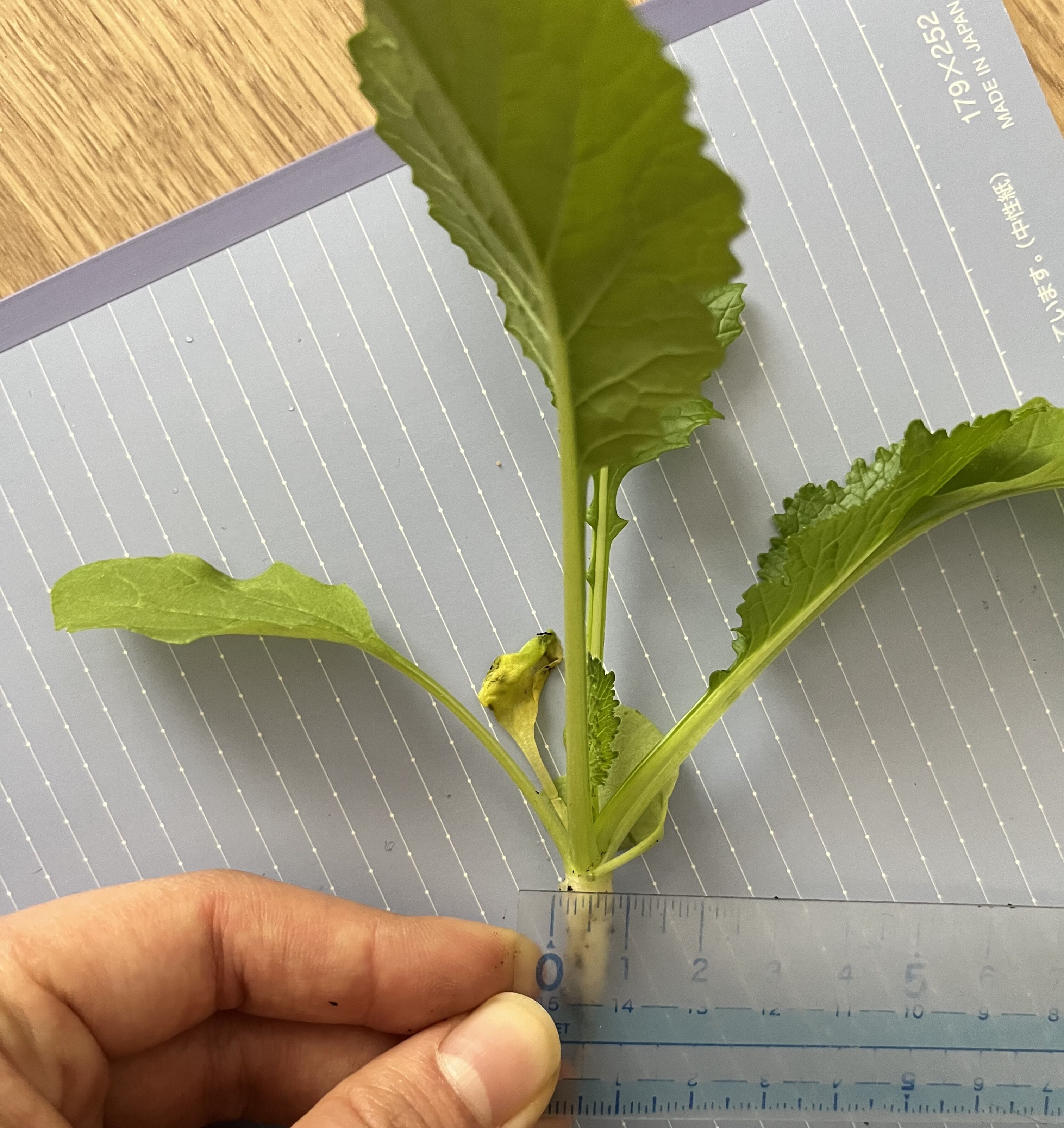 https://www.ige.tohoku.ac.jp/prg/watanabe/as-vegetable2024/2024/11/IMG_5051.jpg