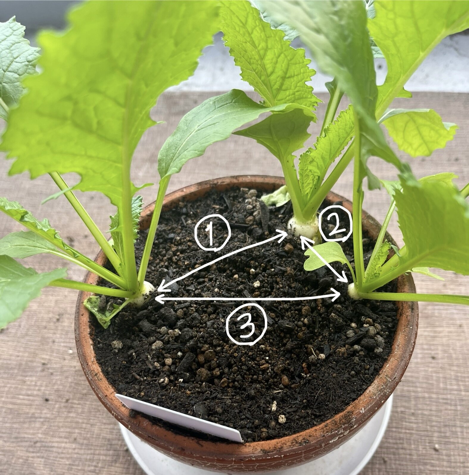 https://www.ige.tohoku.ac.jp/prg/watanabe/as-vegetable2024/2024/11/IMG_5321.jpg